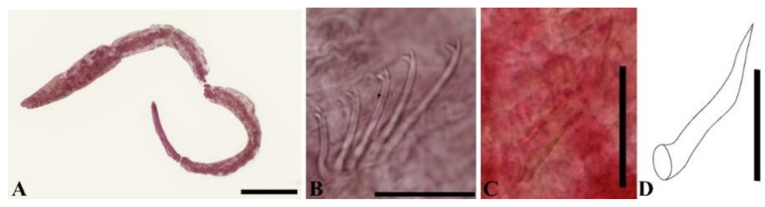 Taxonomy 05 00009 g008 Taxonomy 05 00009 g008