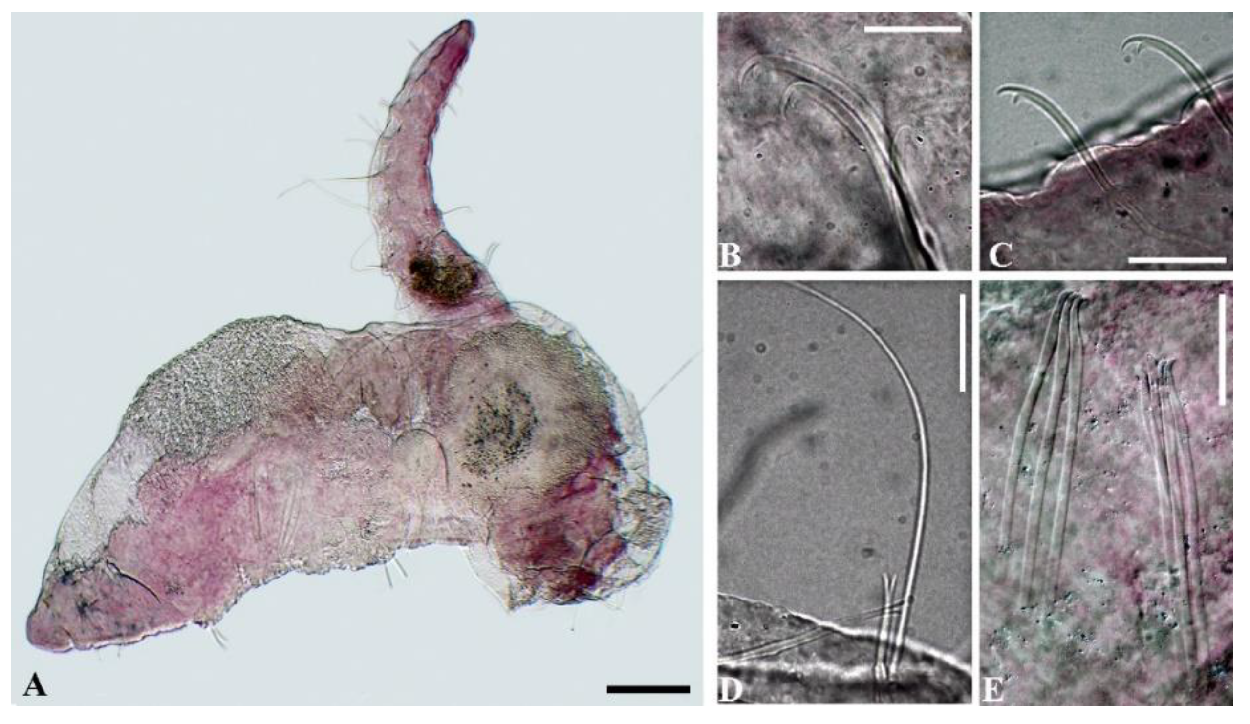 Taxonomy 05 00009 g009 Taxonomy 05 00009 g009