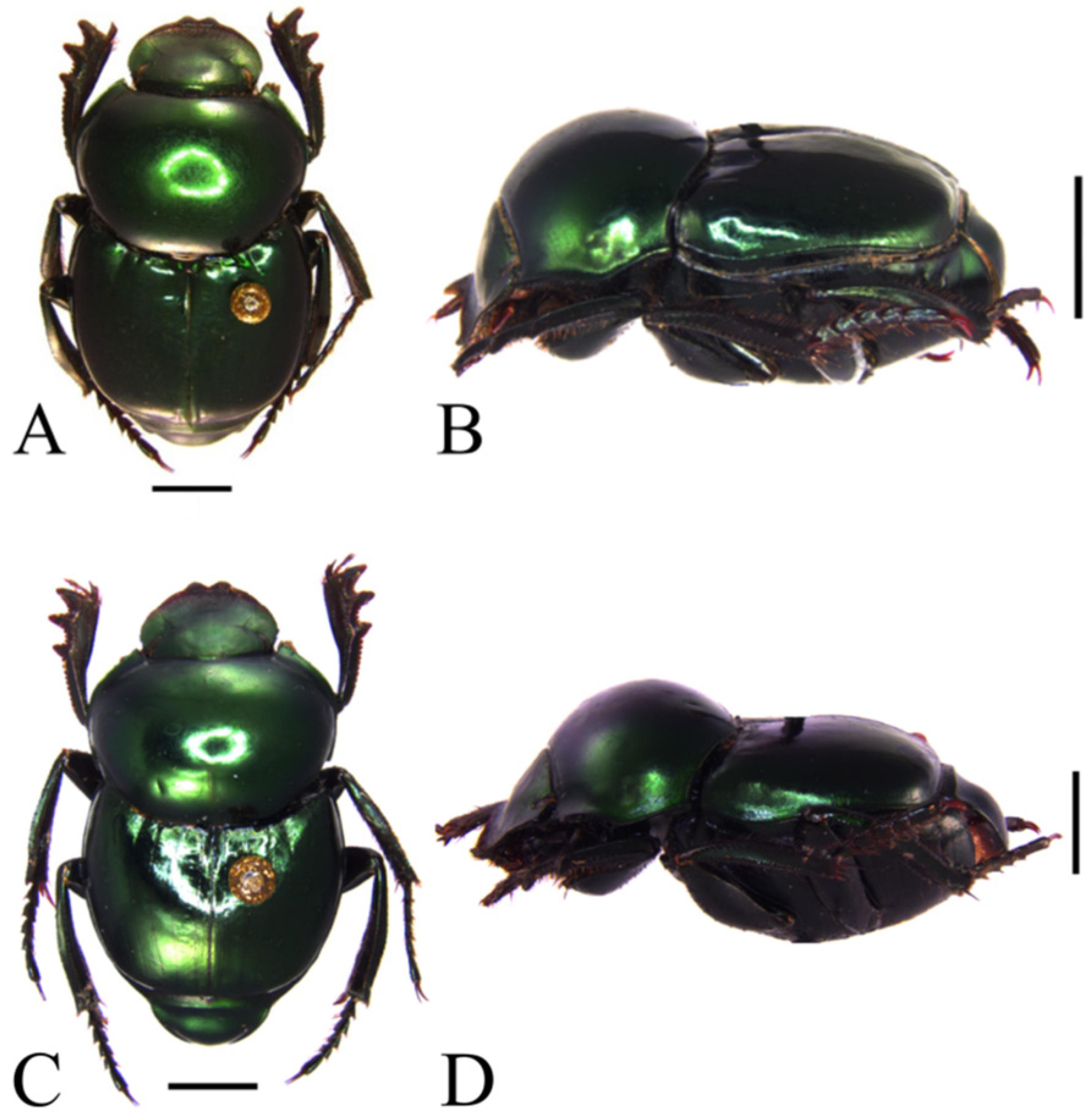 A New Species in the Canthon indigaceus Species Group (Coleoptera:  Scarabaeidae: Scarabaeinae) from the Mexican Pacific Coast