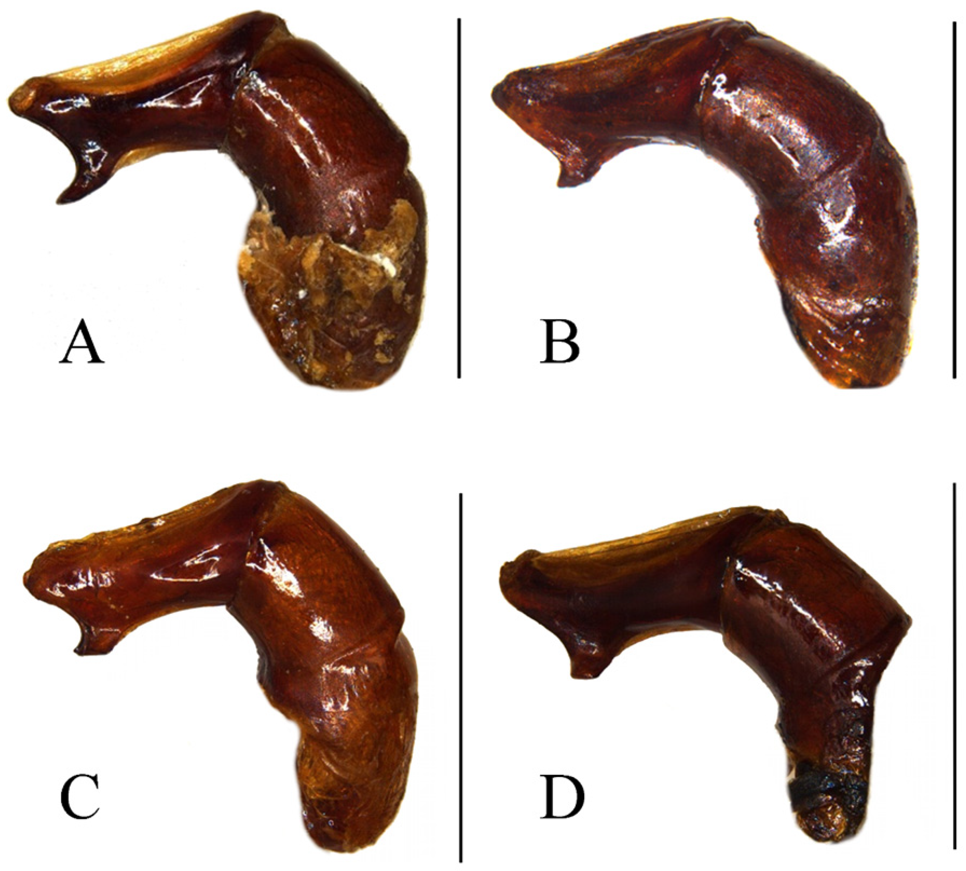 Taxonomy 05 00011 g005