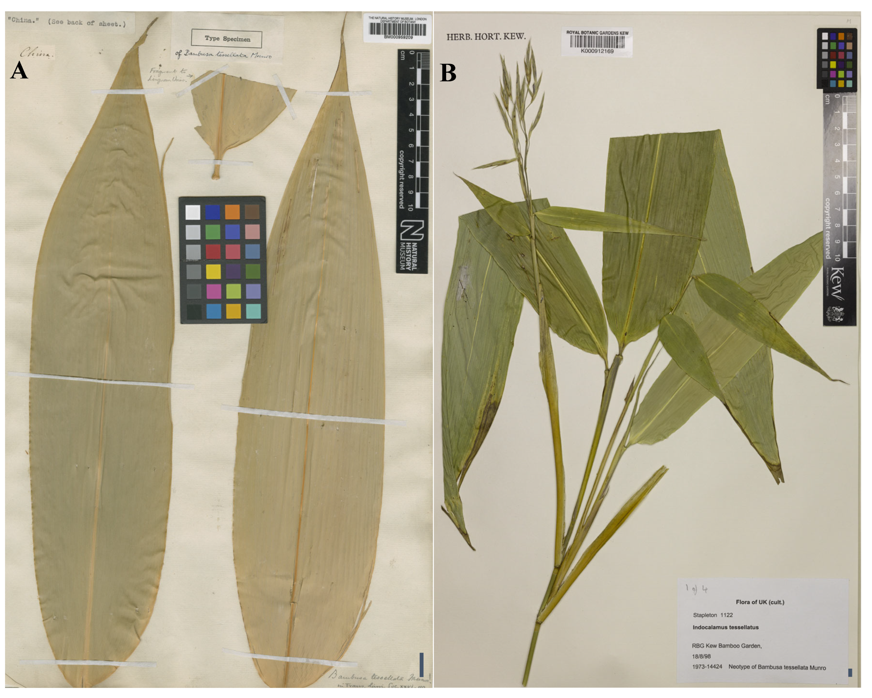 Taxonomy 05 00012 g003