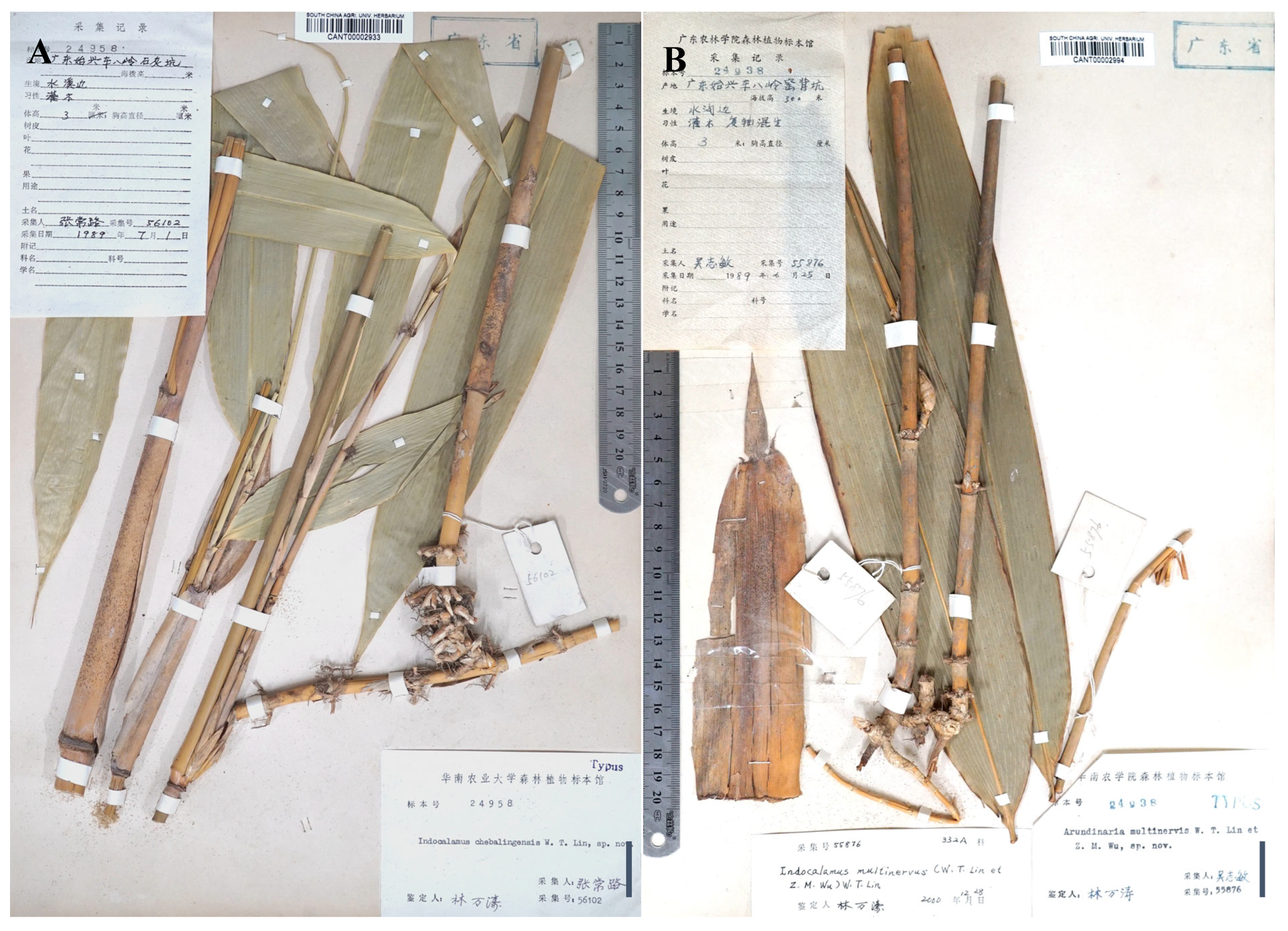 Taxonomy 05 00012 g005