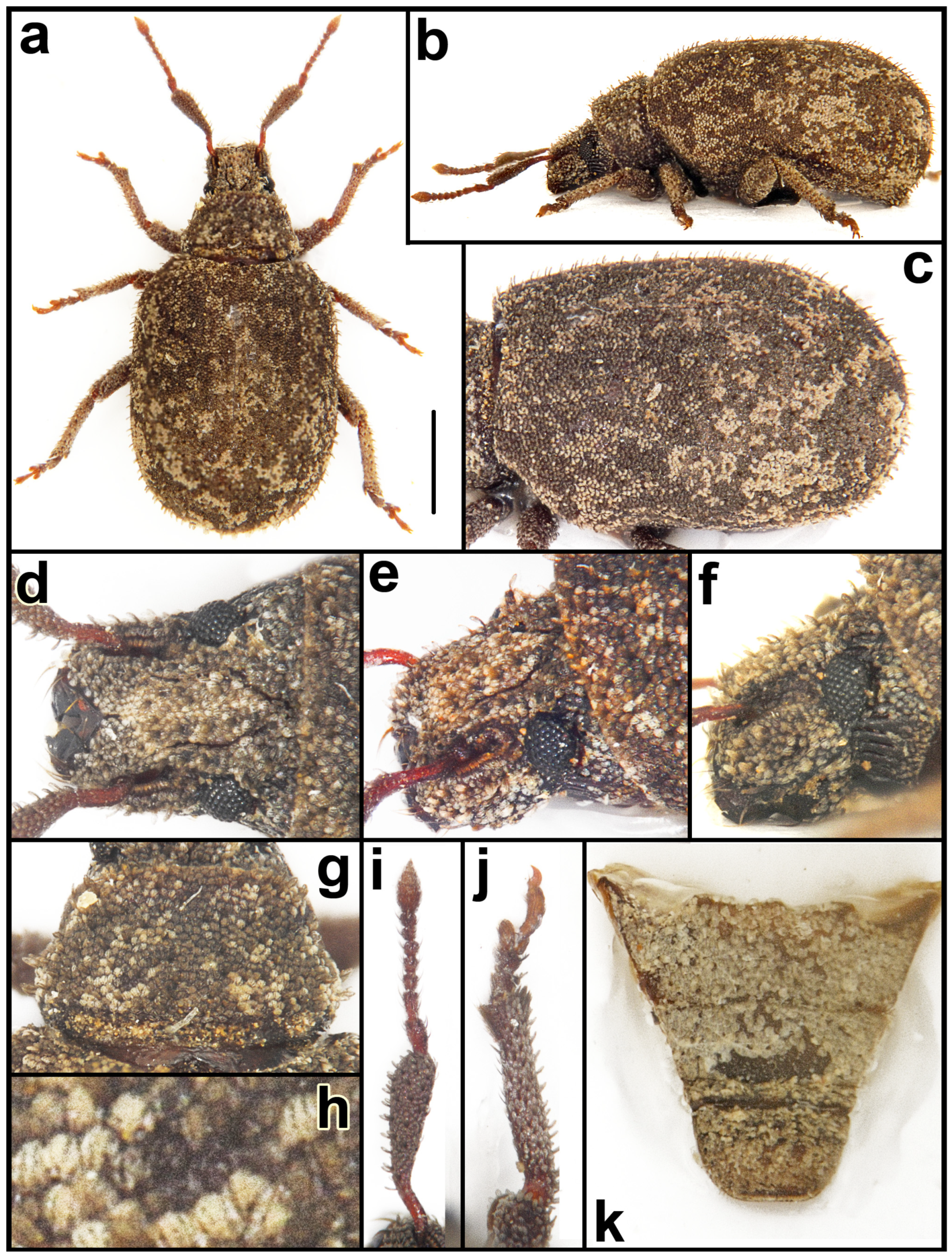 Taxonomy 05 00014 g004