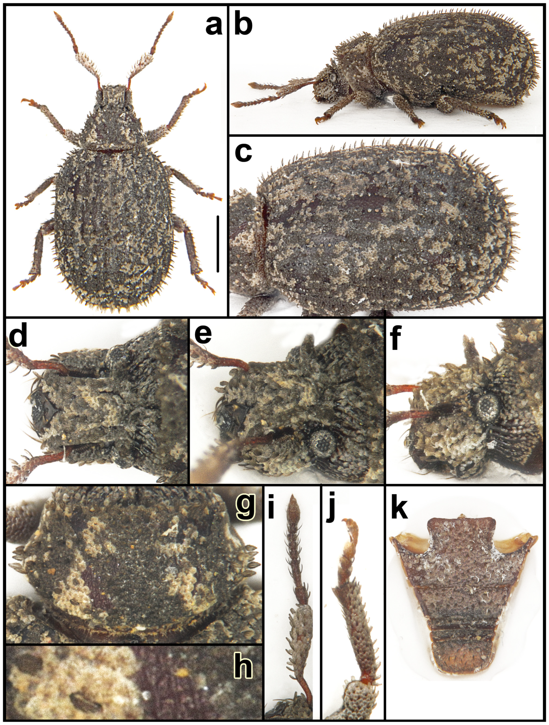 Taxonomy 05 00014 g005