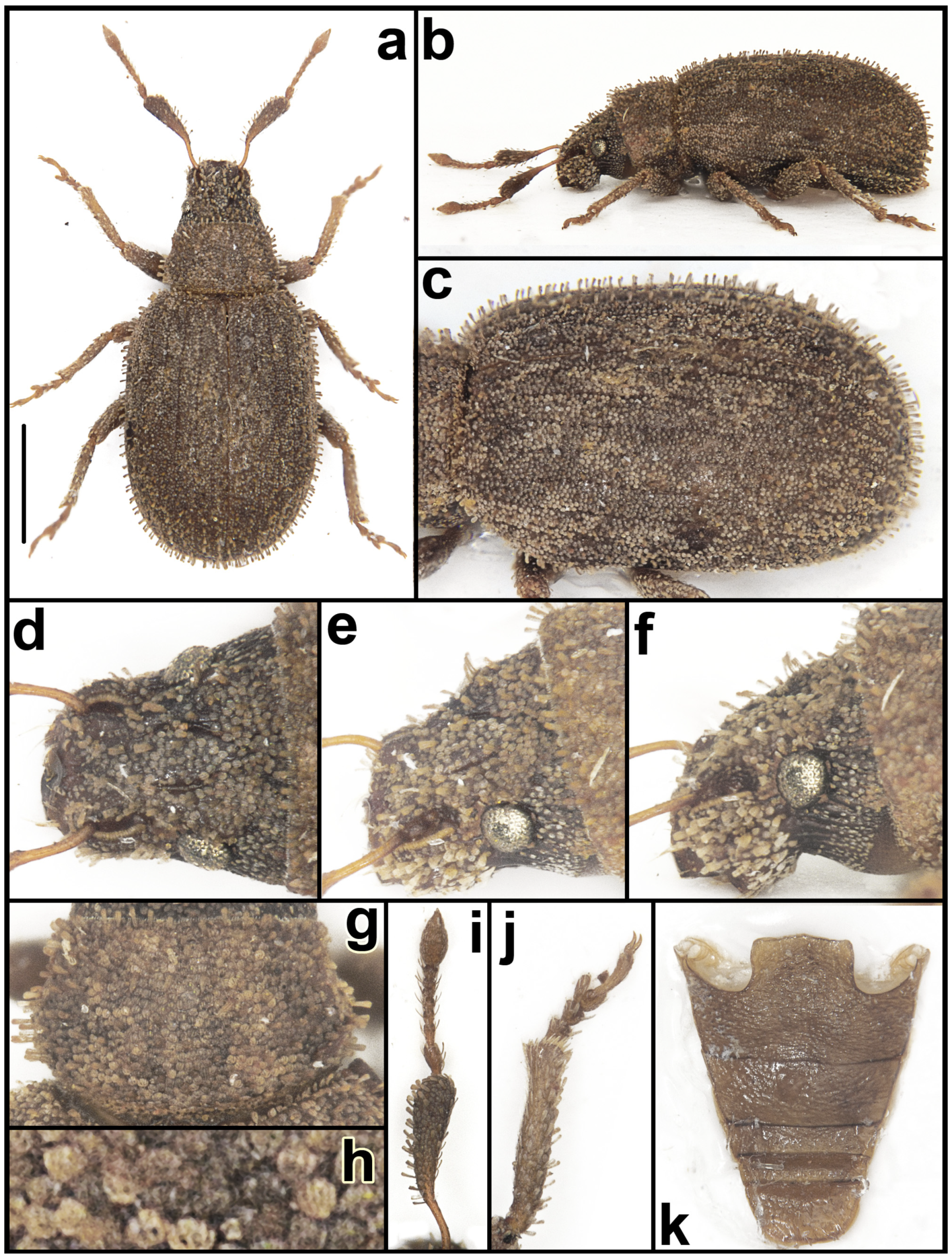 Taxonomy 05 00014 g007