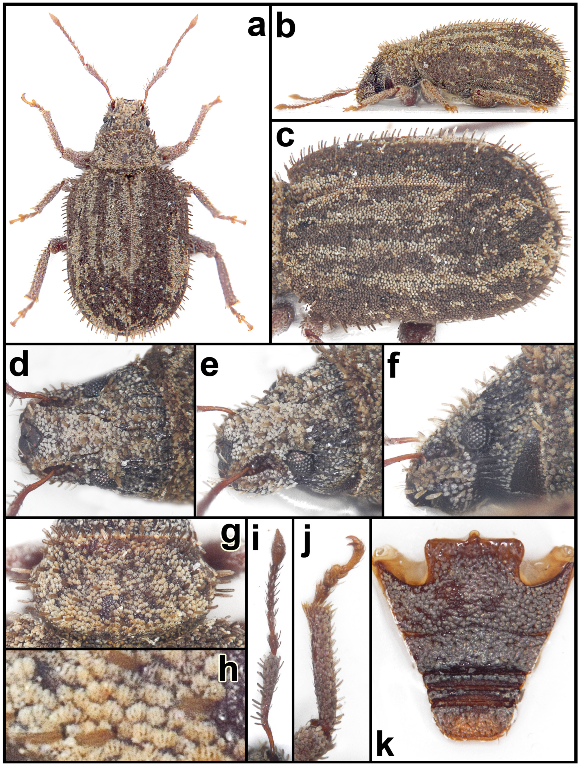 Taxonomy 05 00014 g014