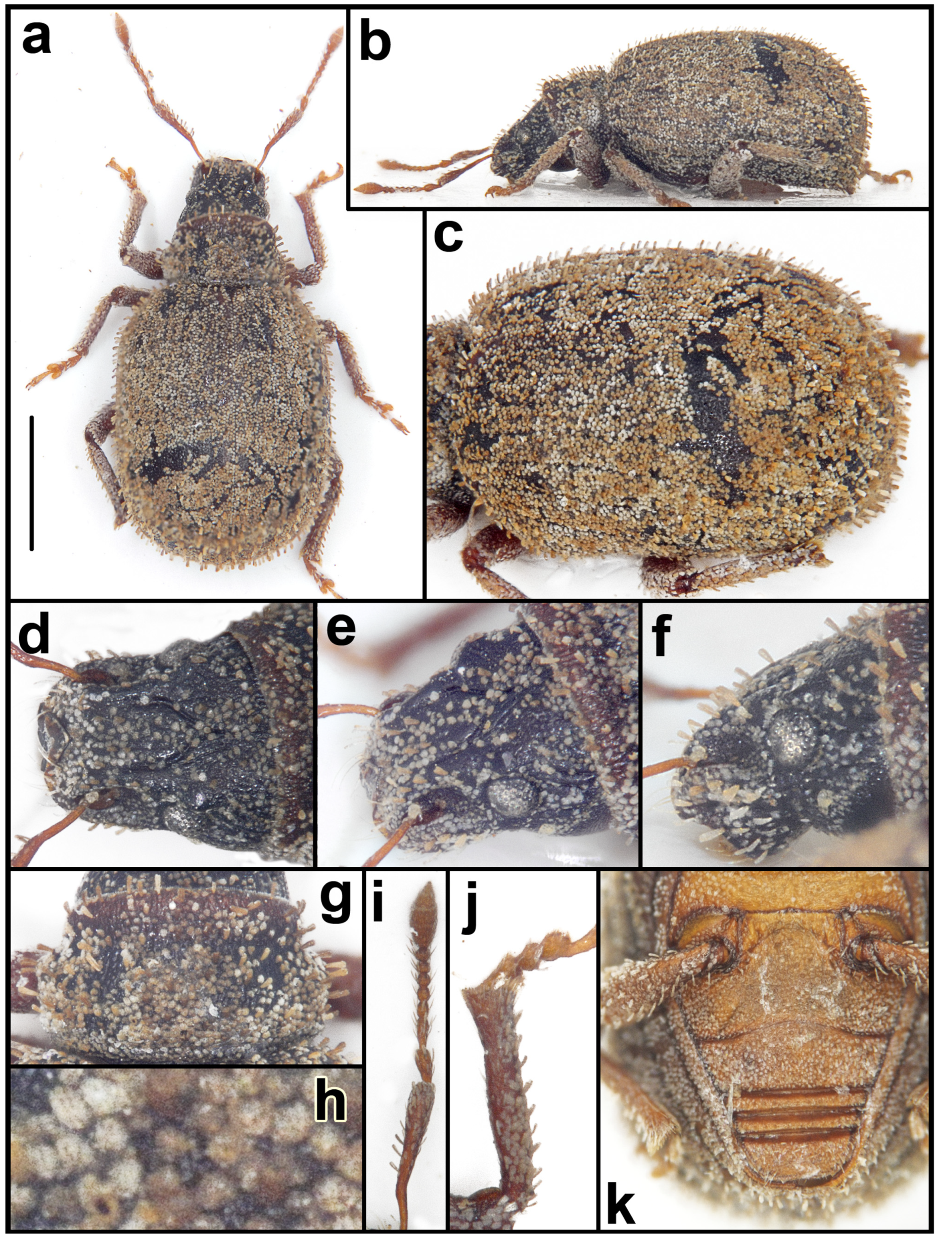 Taxonomy 05 00014 g016