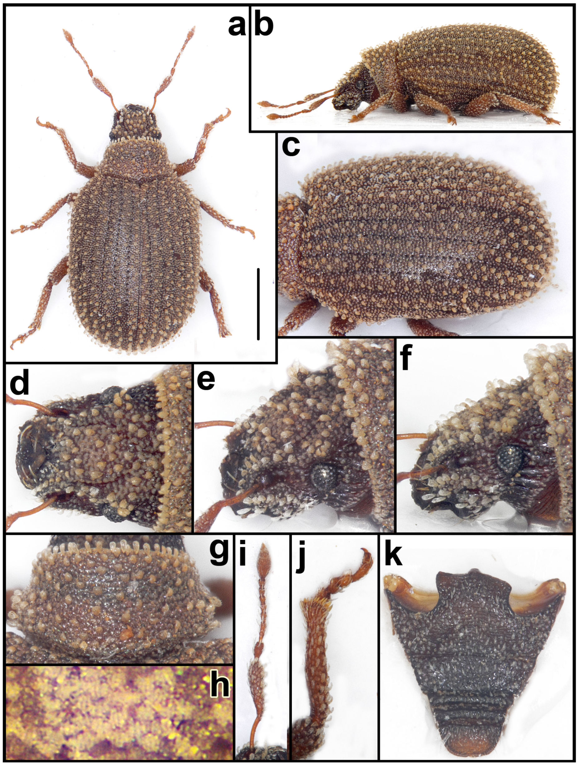 Taxonomy 05 00014 g017