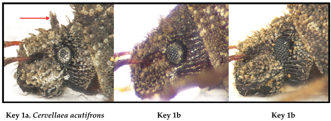 Taxonomy 05 00014 i001