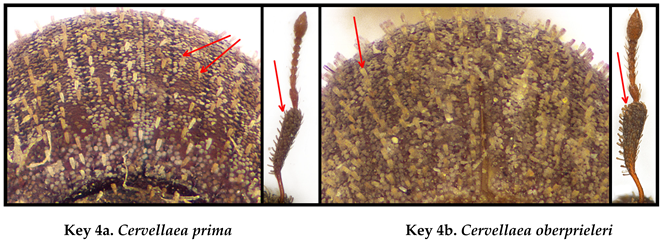 Taxonomy 05 00014 i004