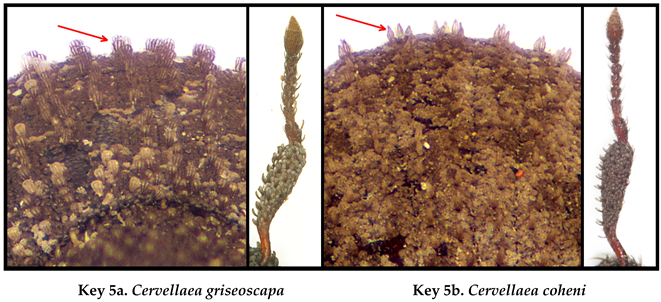Taxonomy 05 00014 i005