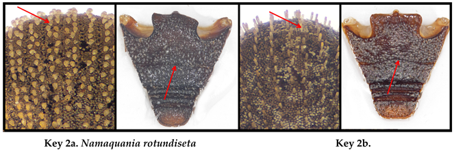 Taxonomy 05 00014 i007