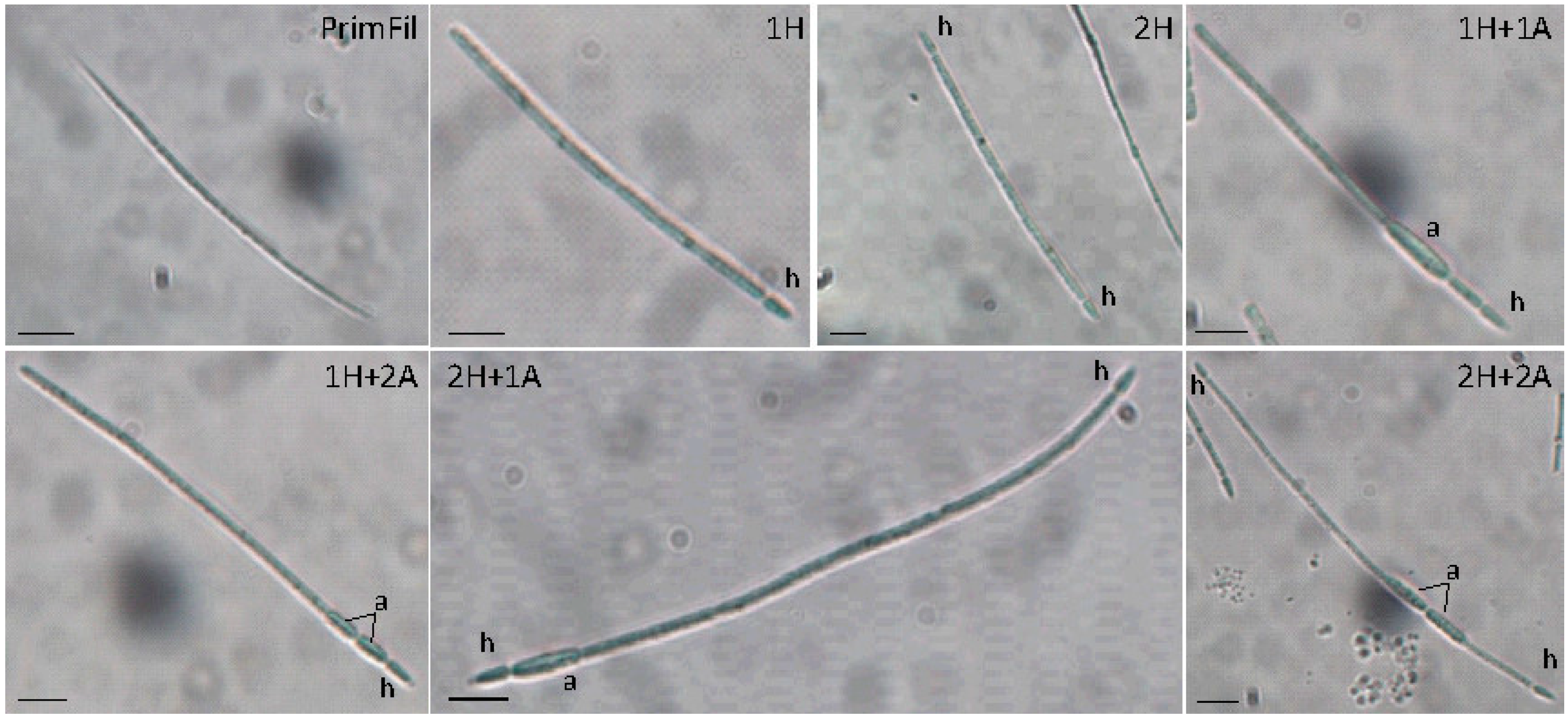 Taxonomy 05 00016 g004 Taxonomy 05 00016 g004
