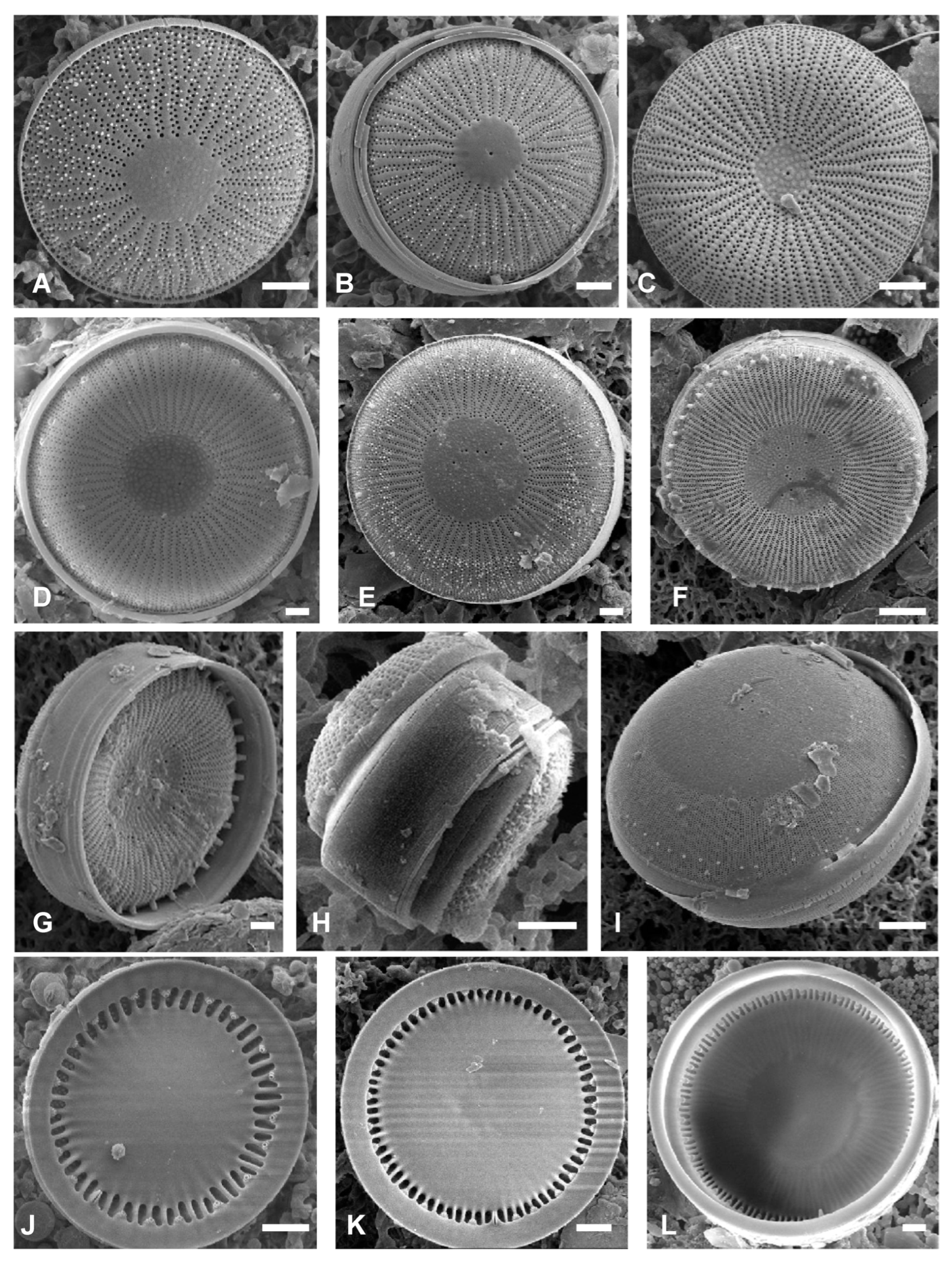 Taxonomy 05 00017 g002 Taxonomy 05 00017 g002