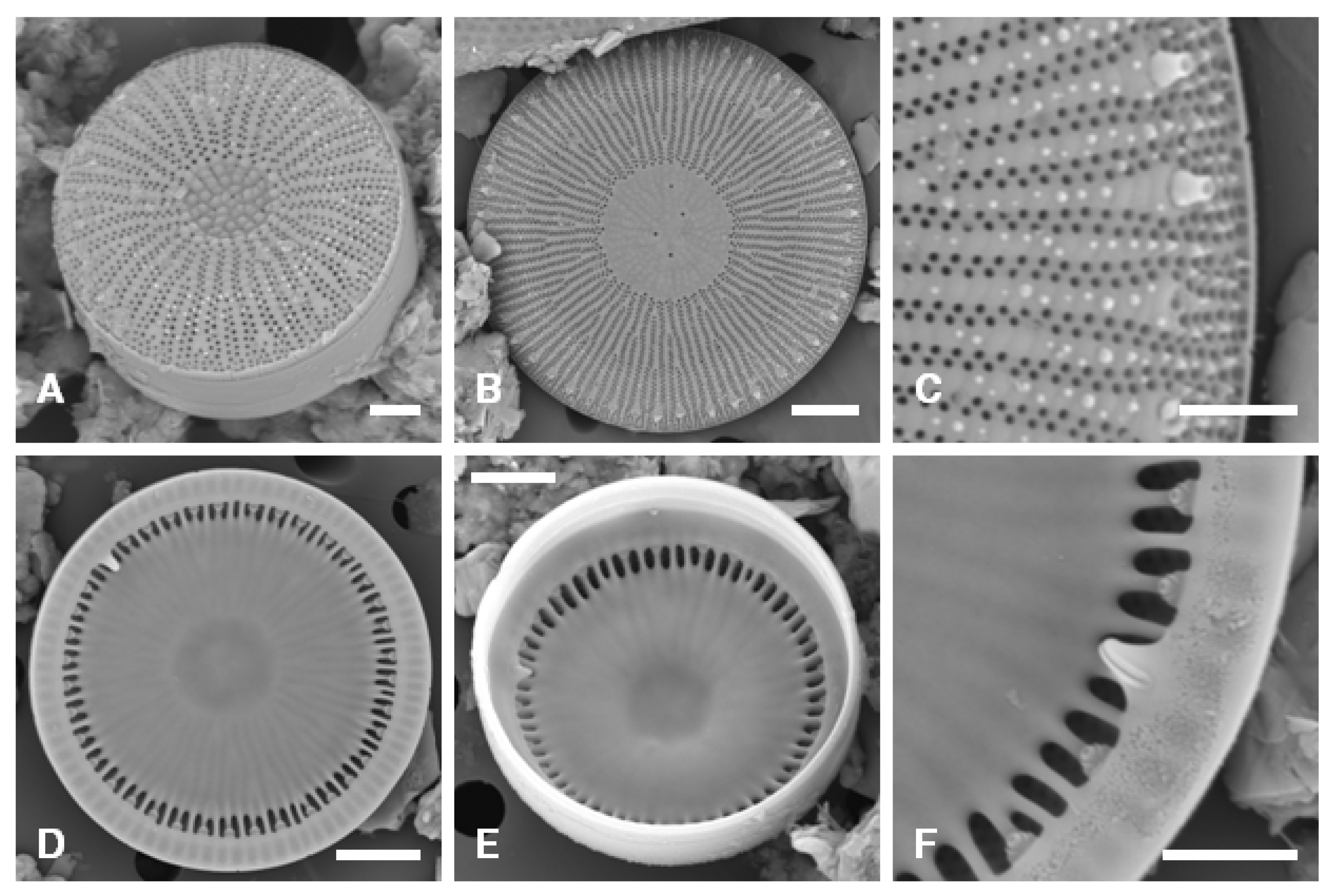Taxonomy 05 00017 g003 Taxonomy 05 00017 g003