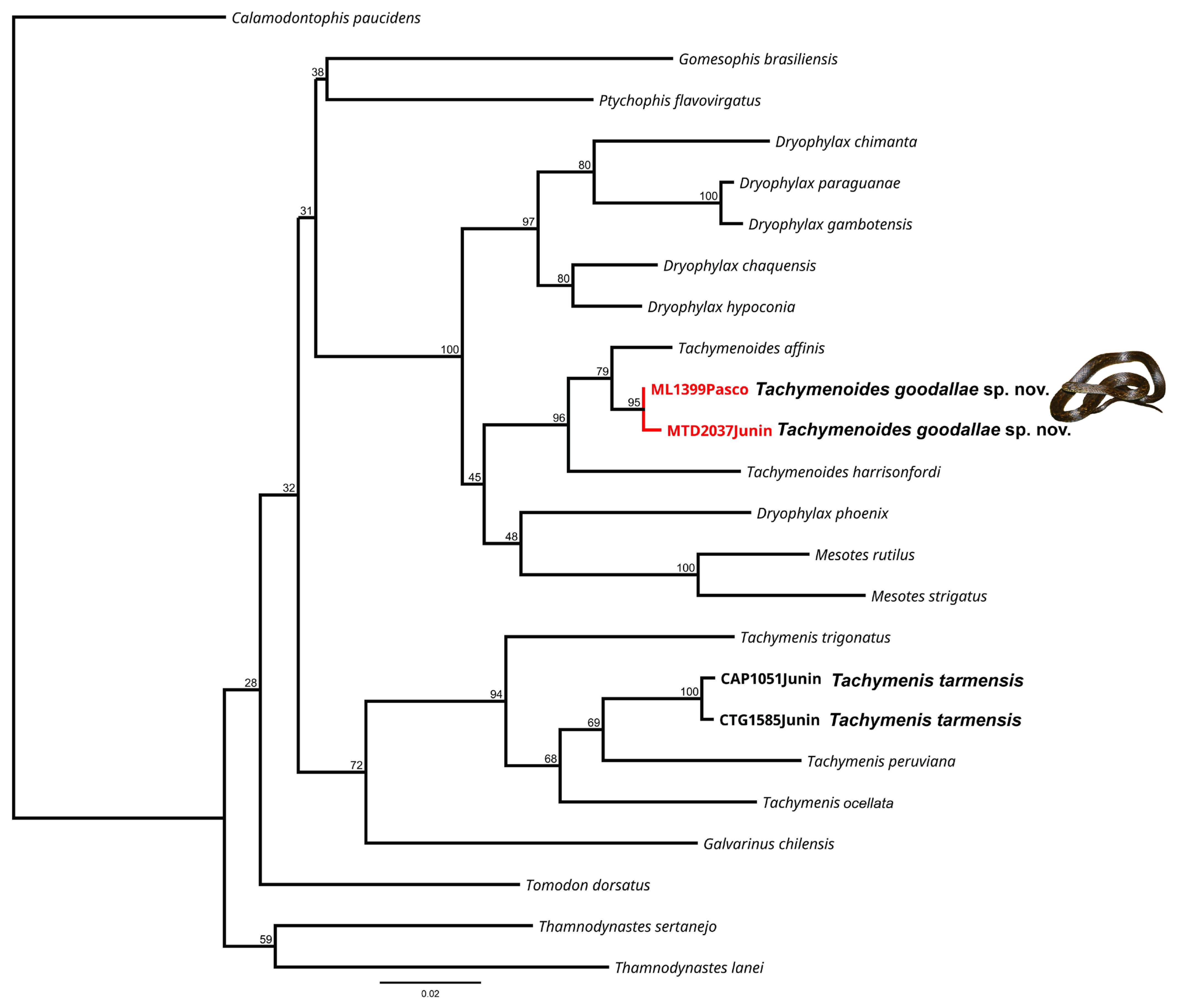 Taxonomy 05 00018 g001