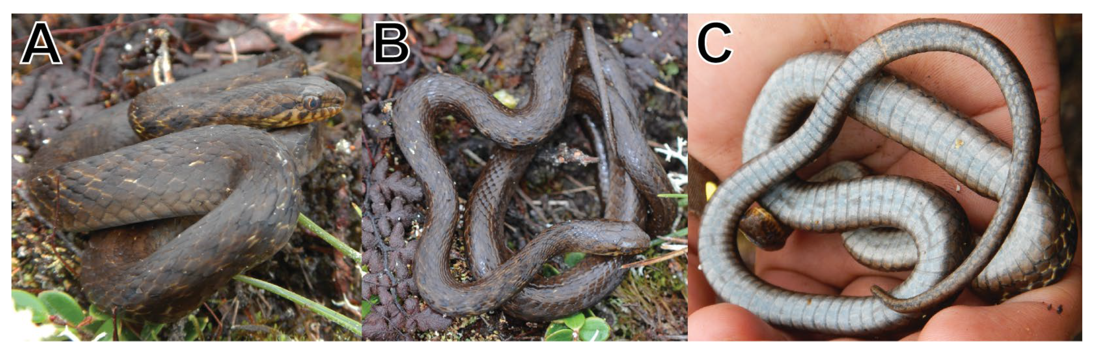 Taxonomy 05 00018 g004