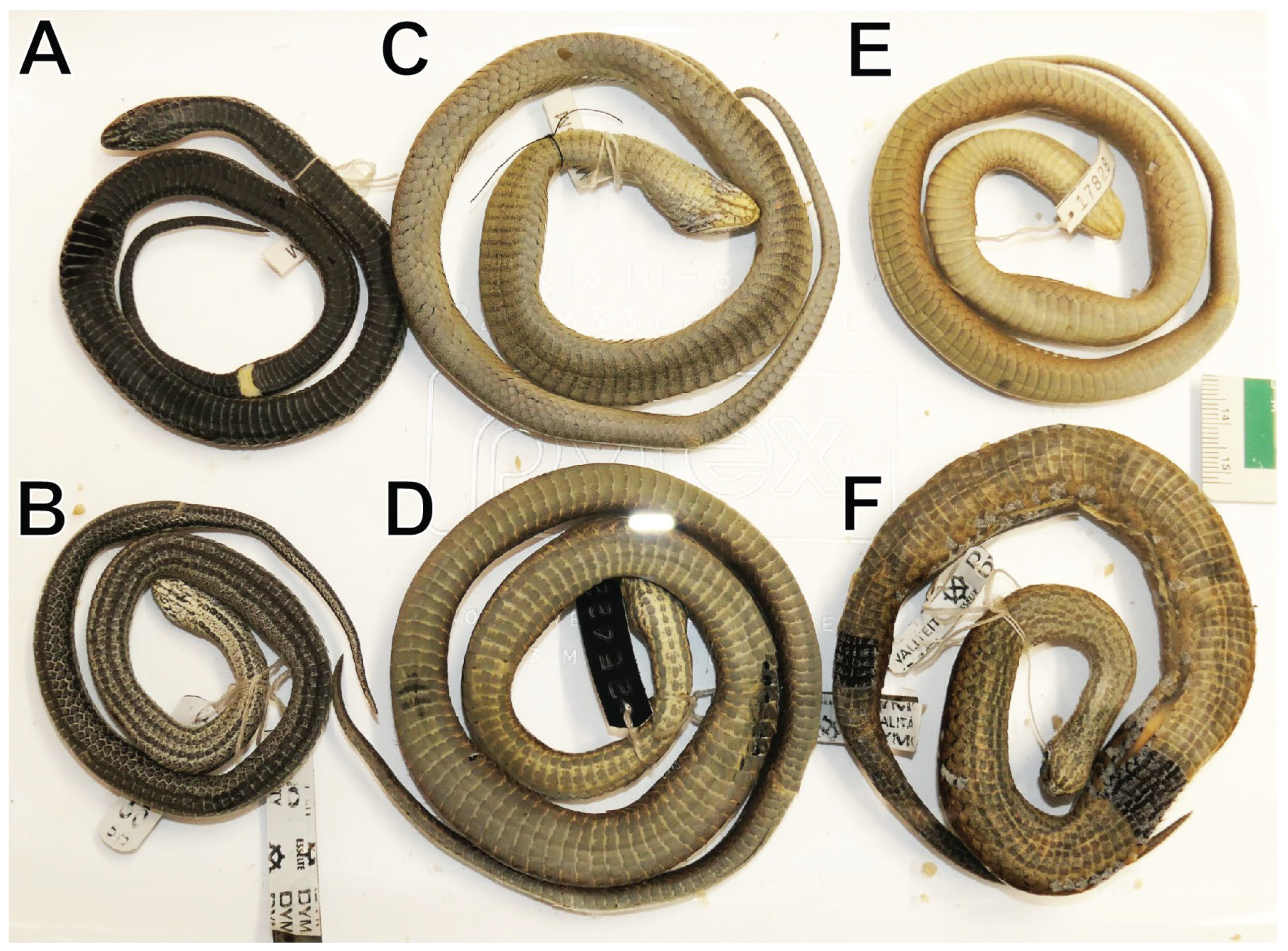 Taxonomy 05 00018 g010