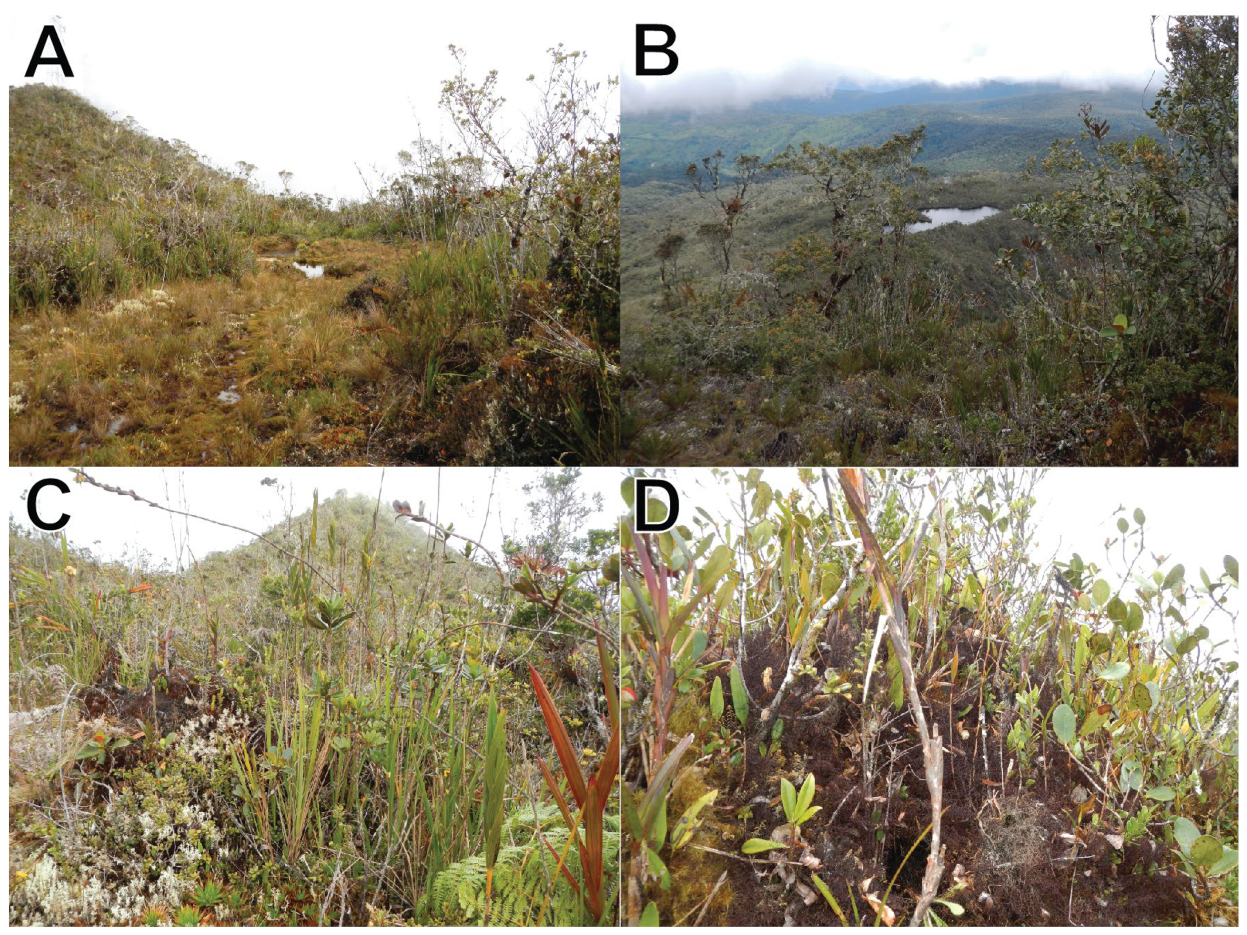 Taxonomy 05 00018 g011