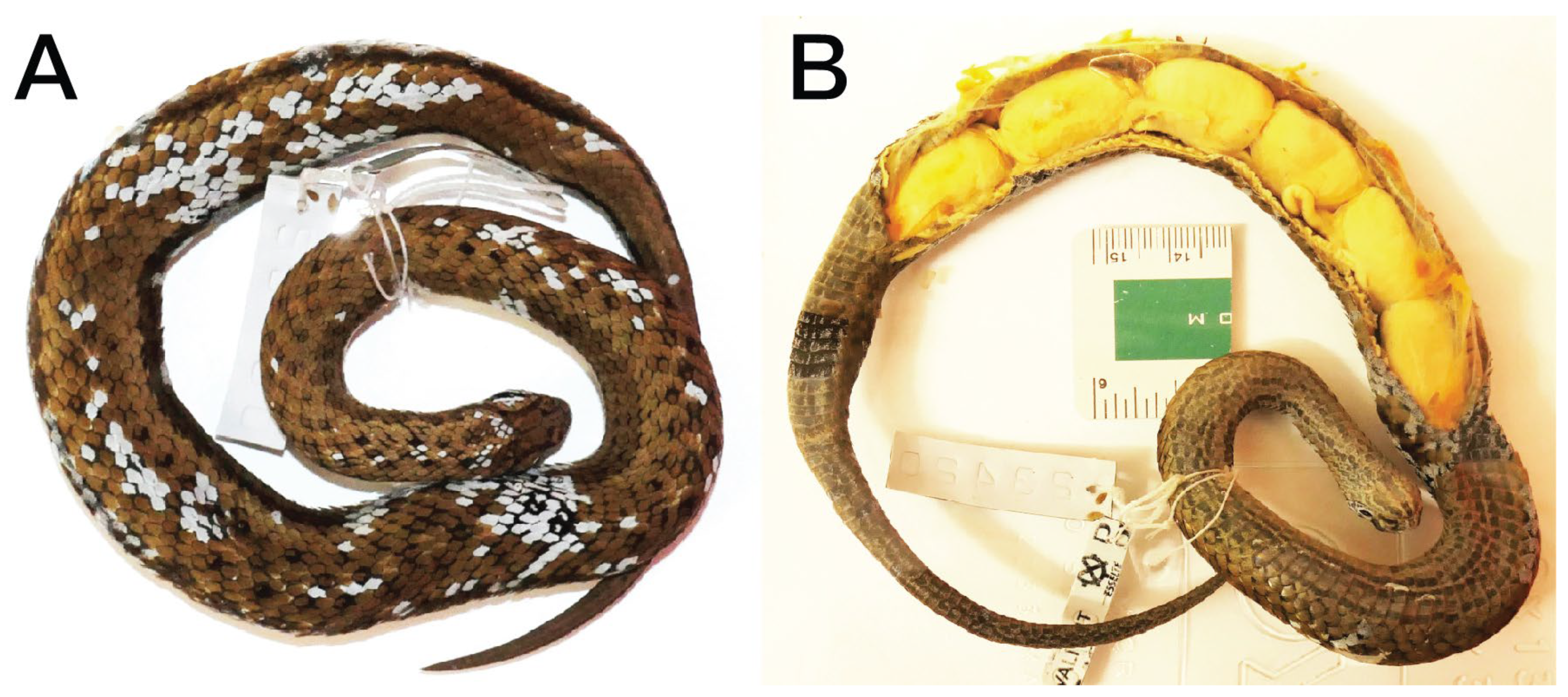 Taxonomy 05 00018 g012