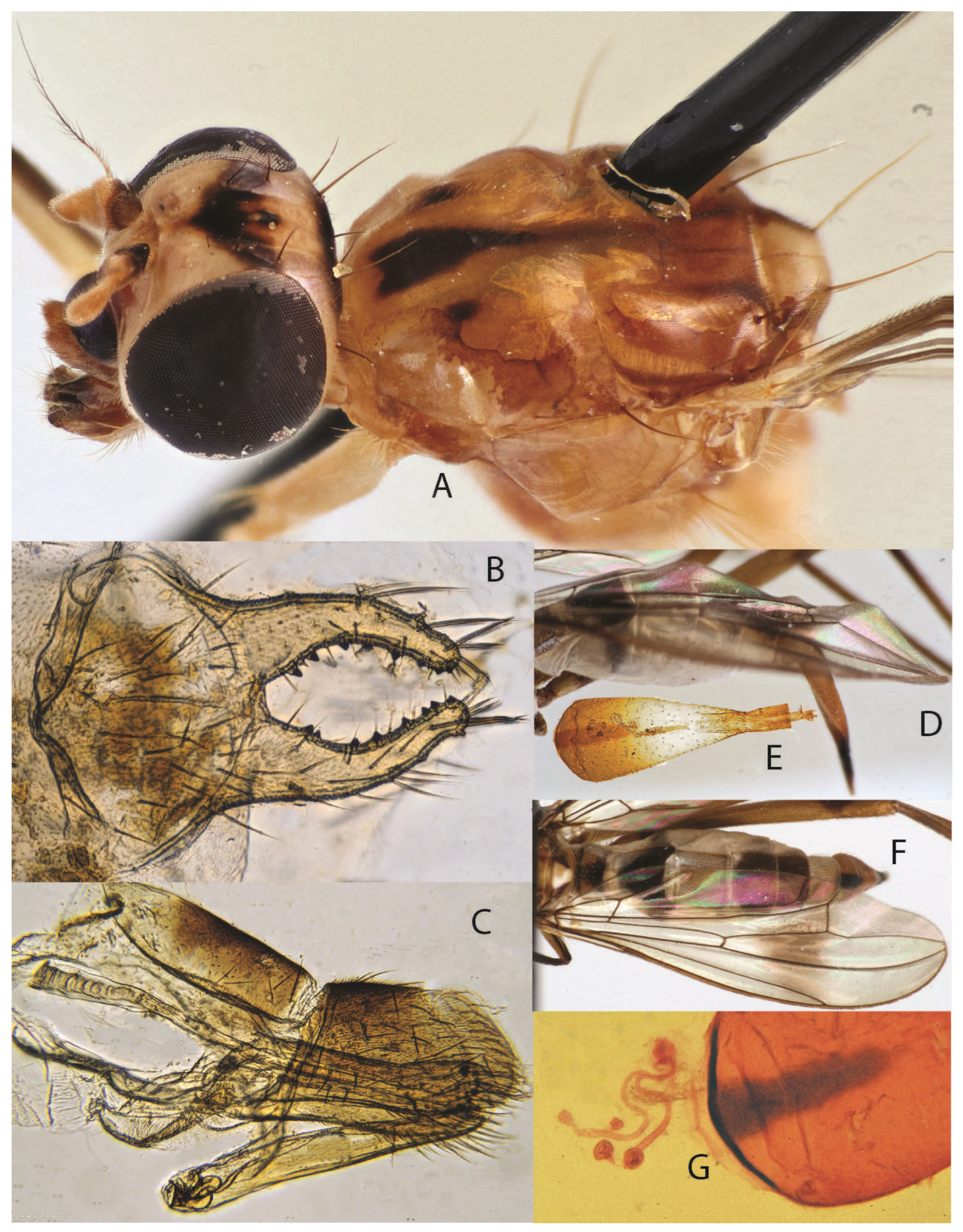 Taxonomy 05 00019 g004