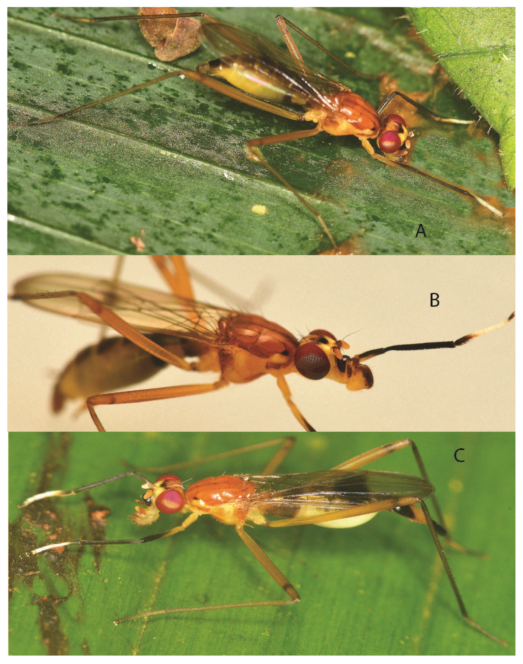 Taxonomy 05 00019 g007