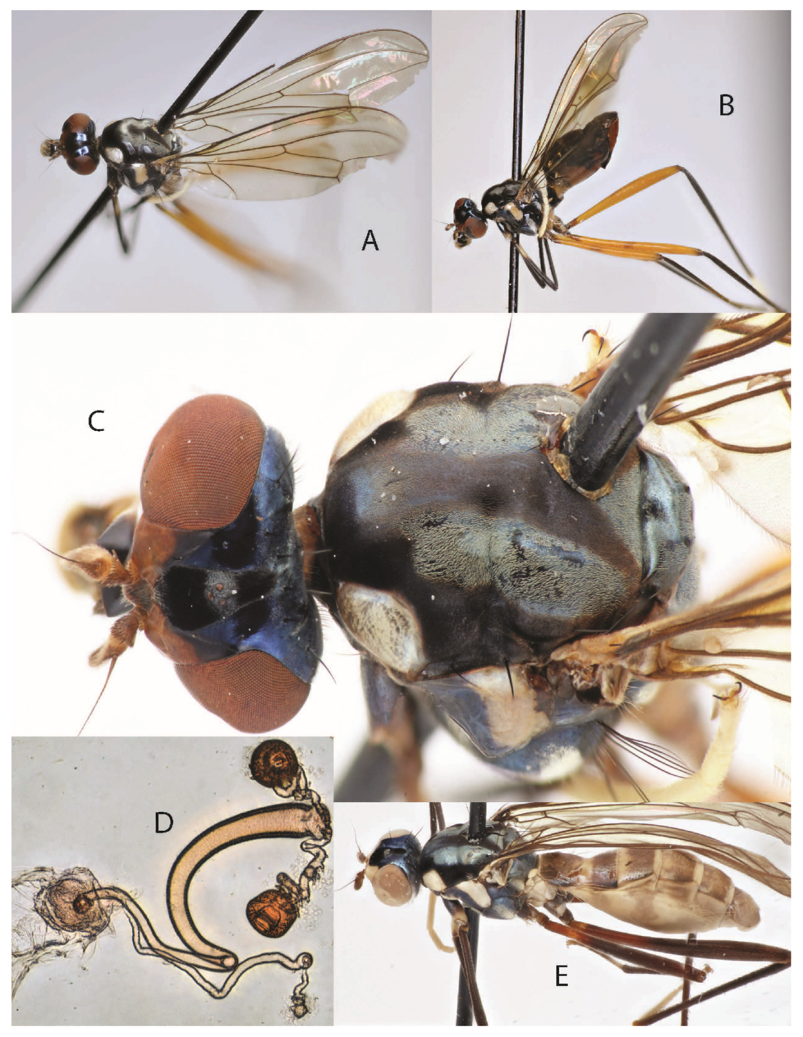 Taxonomy 05 00019 g016