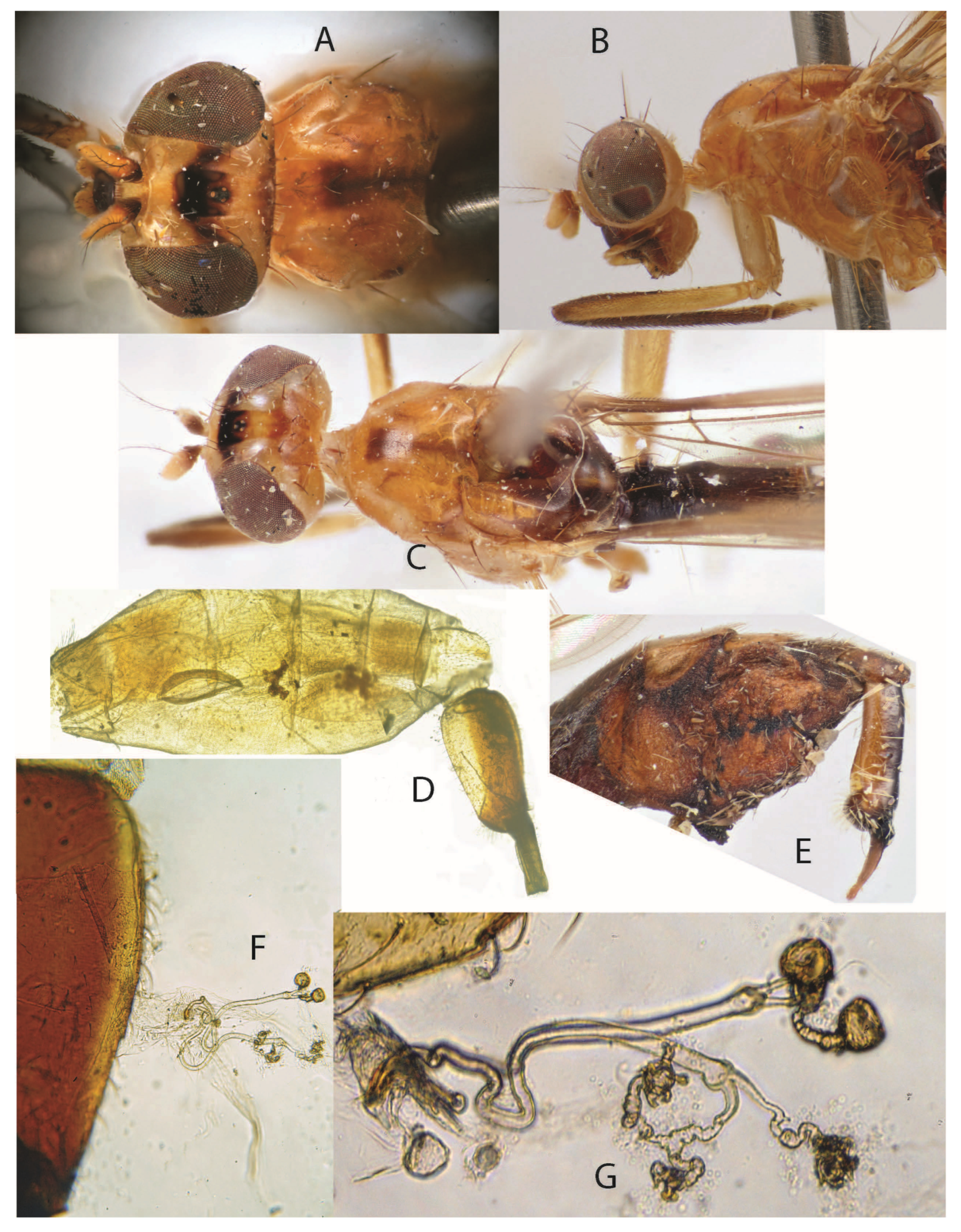 Taxonomy 05 00019 g020