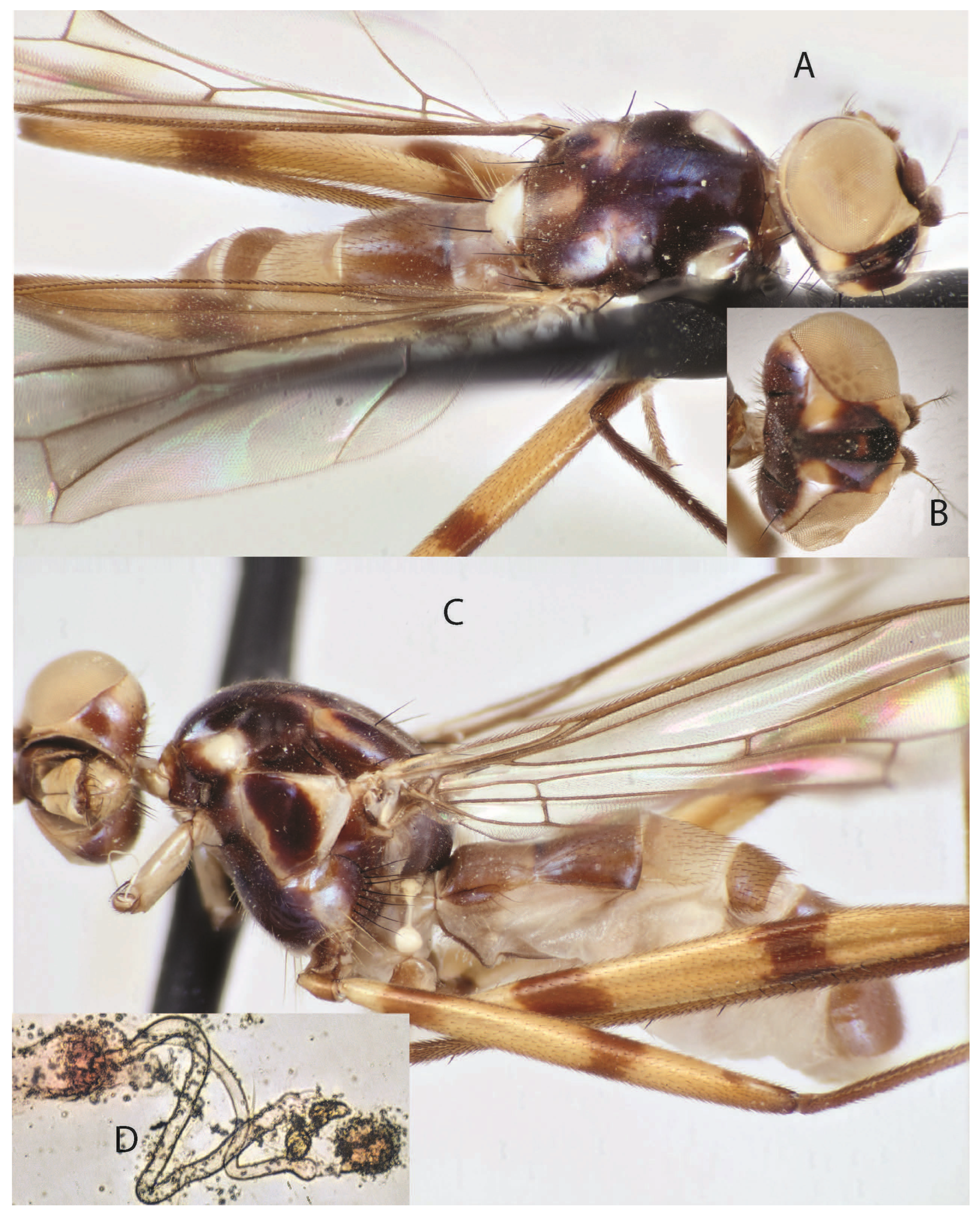 Taxonomy 05 00019 g021