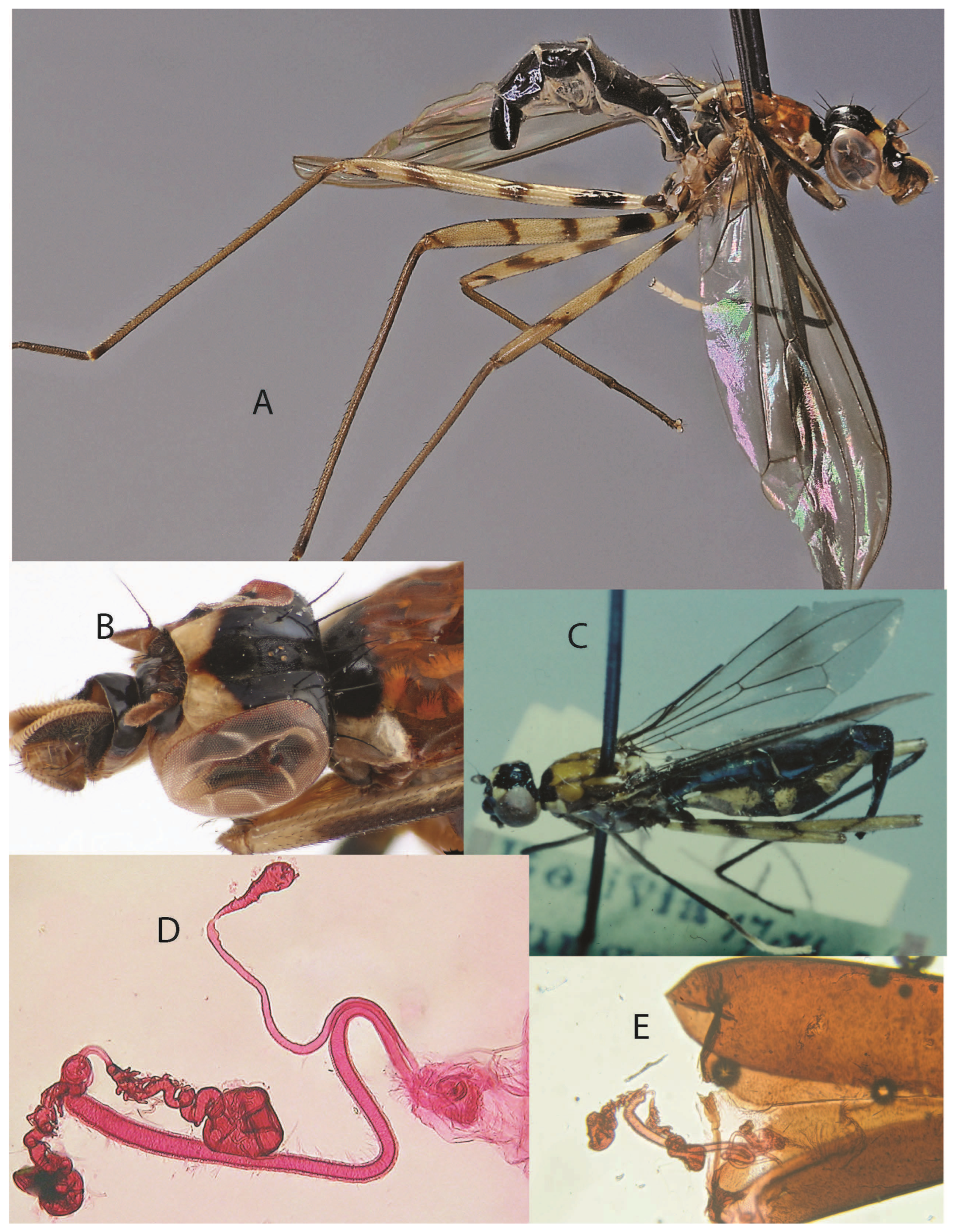 Taxonomy 05 00019 g022