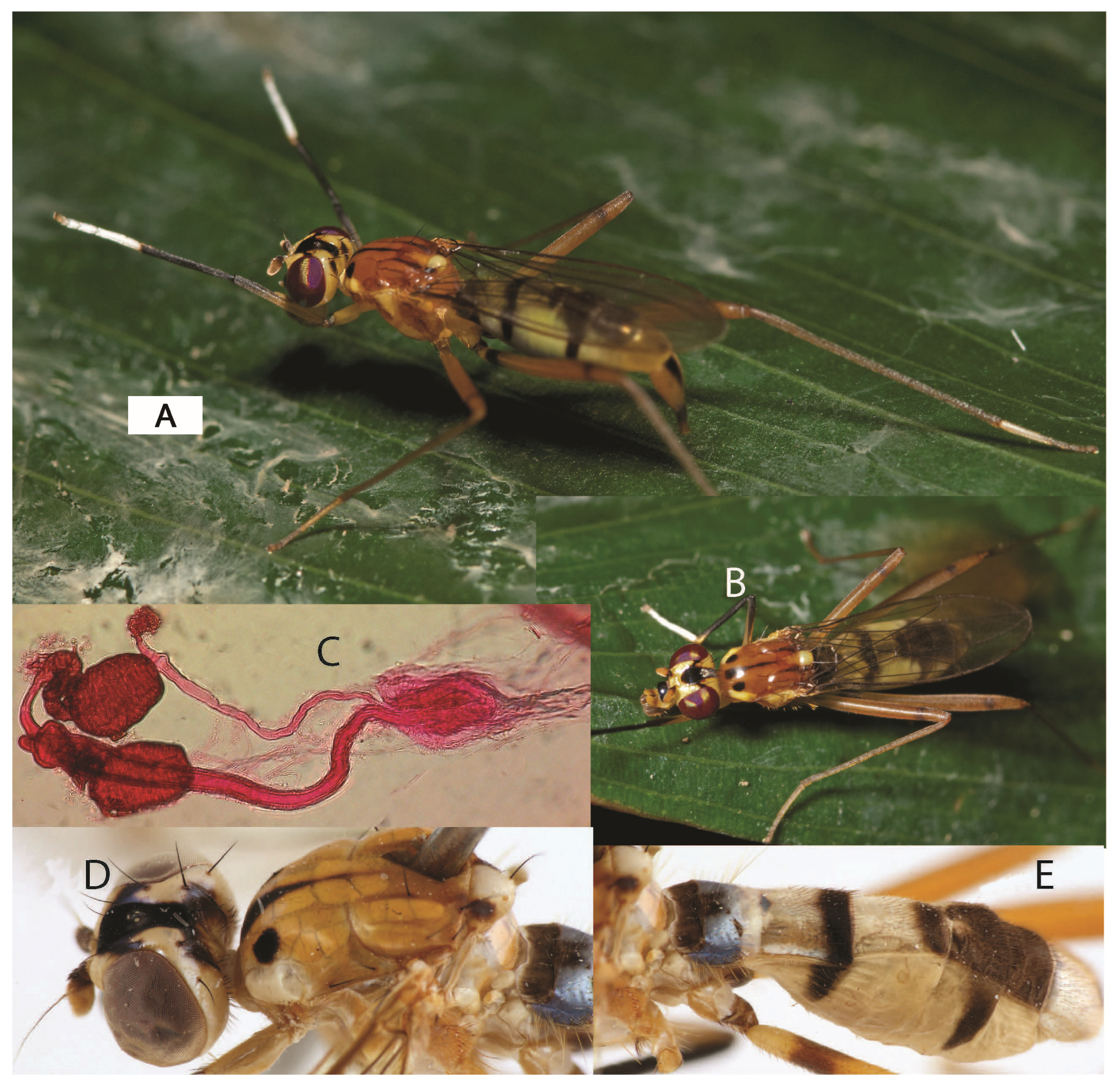 Taxonomy 05 00019 g026