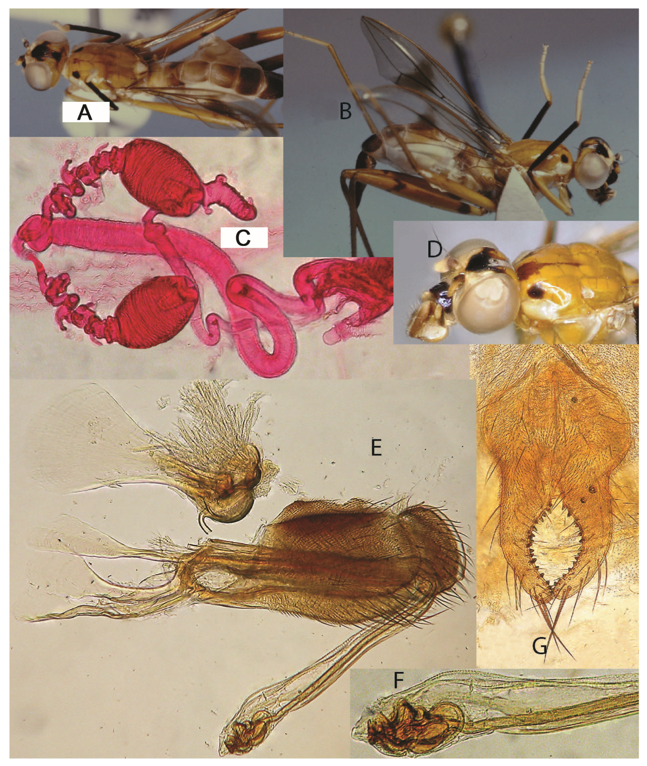 Taxonomy 05 00019 g032