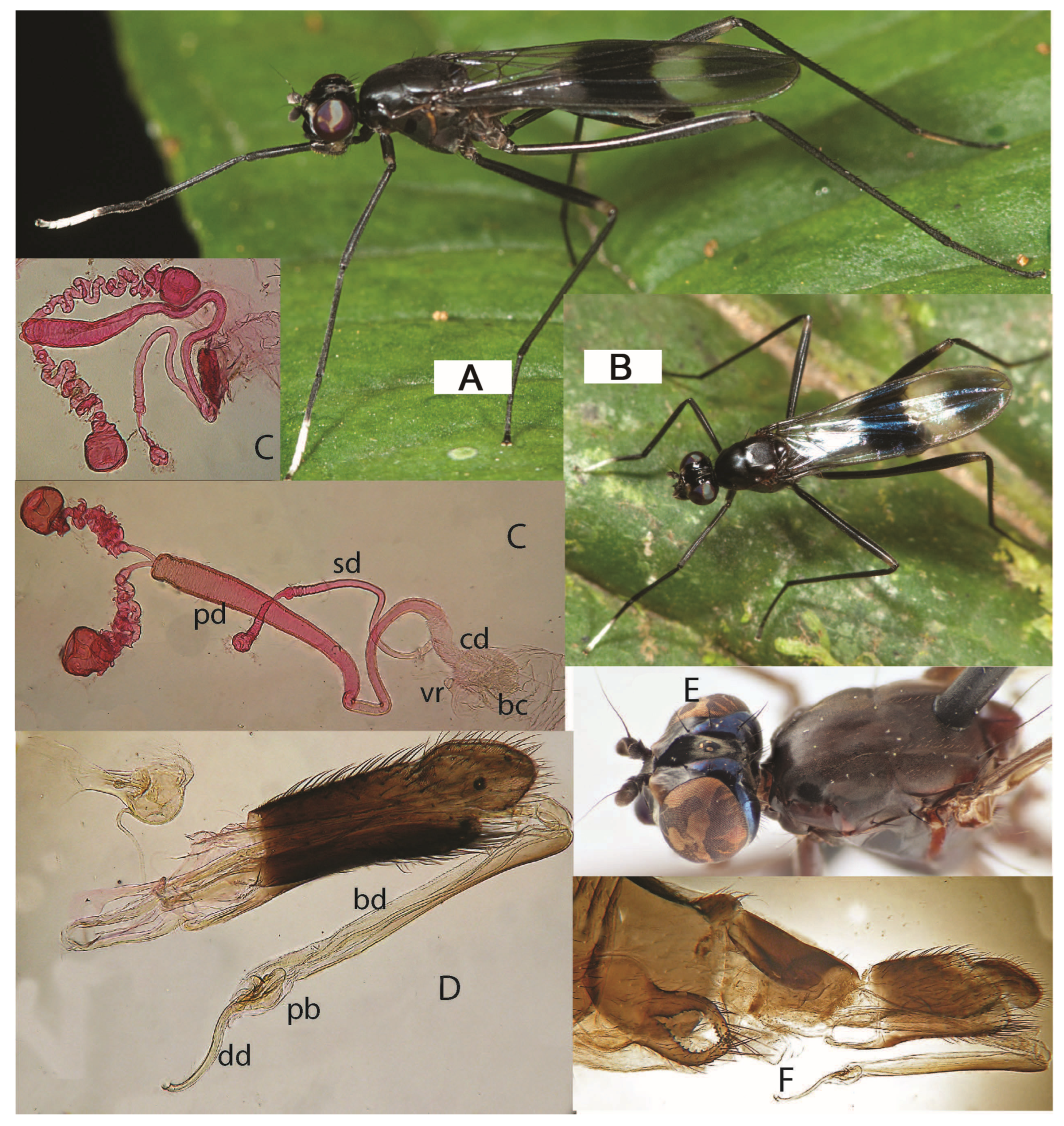 Taxonomy 05 00019 g035