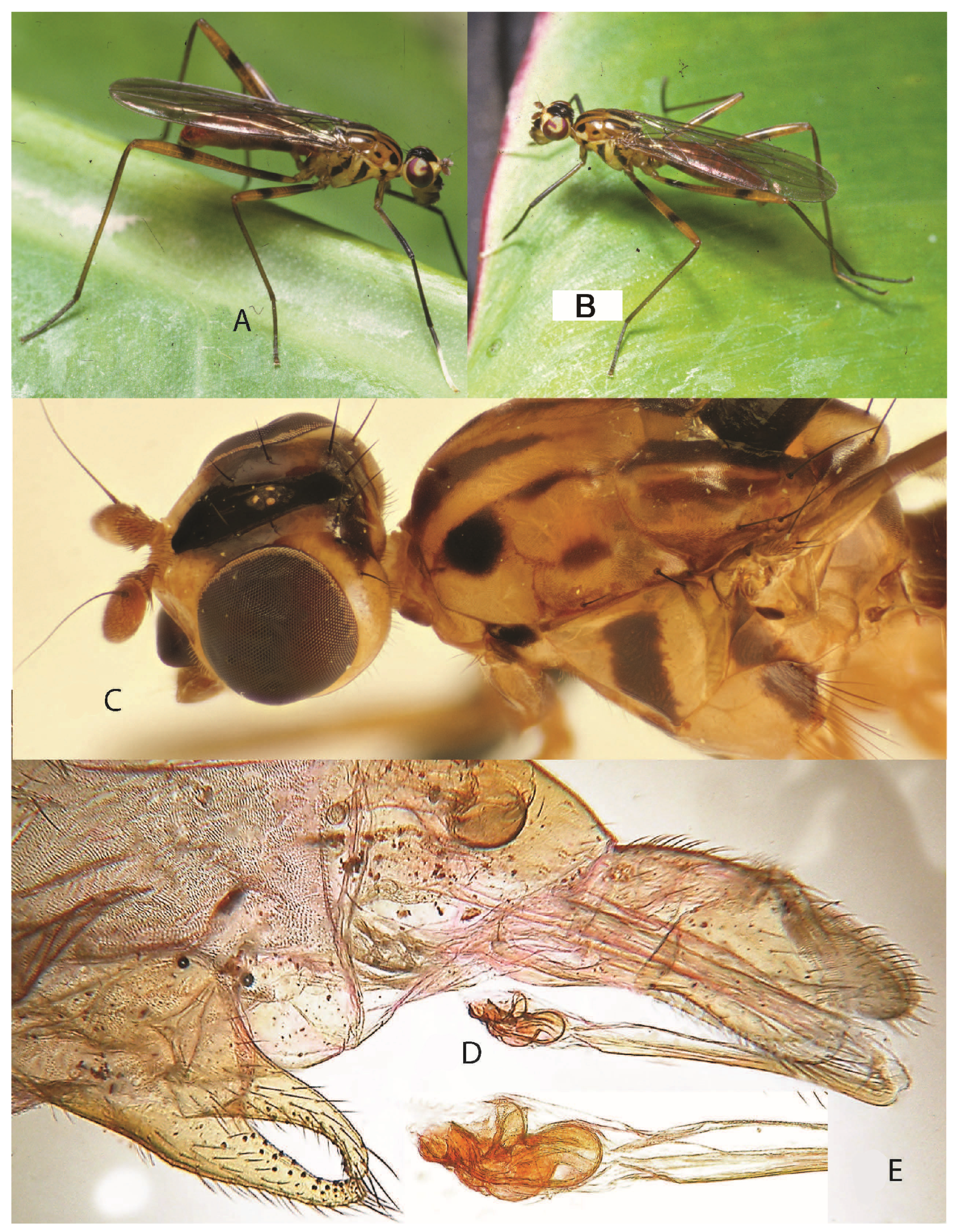 Taxonomy 05 00019 g039
