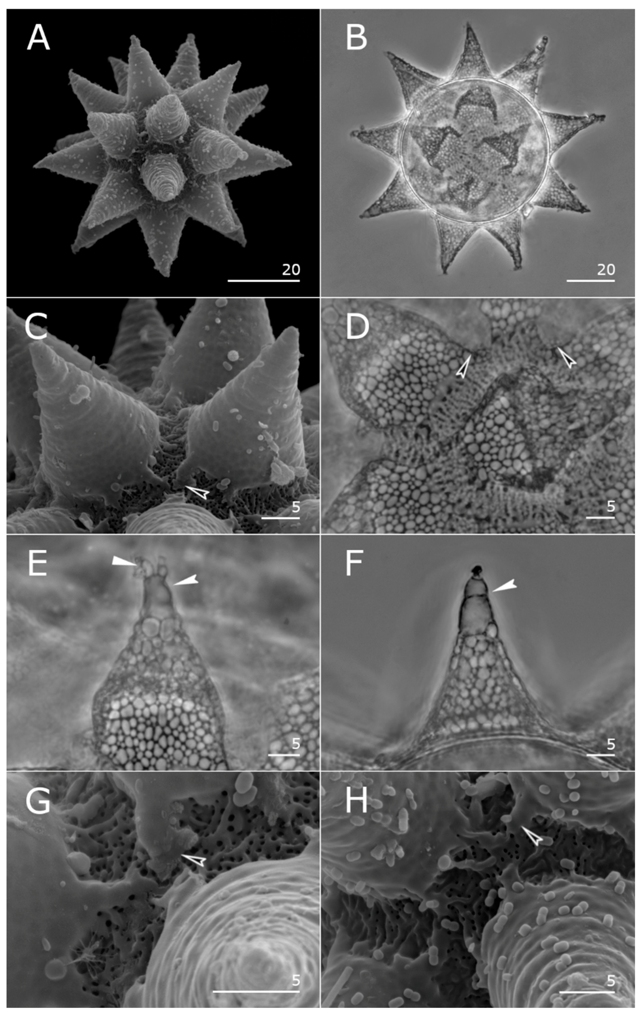 Taxonomy 05 00020 g004