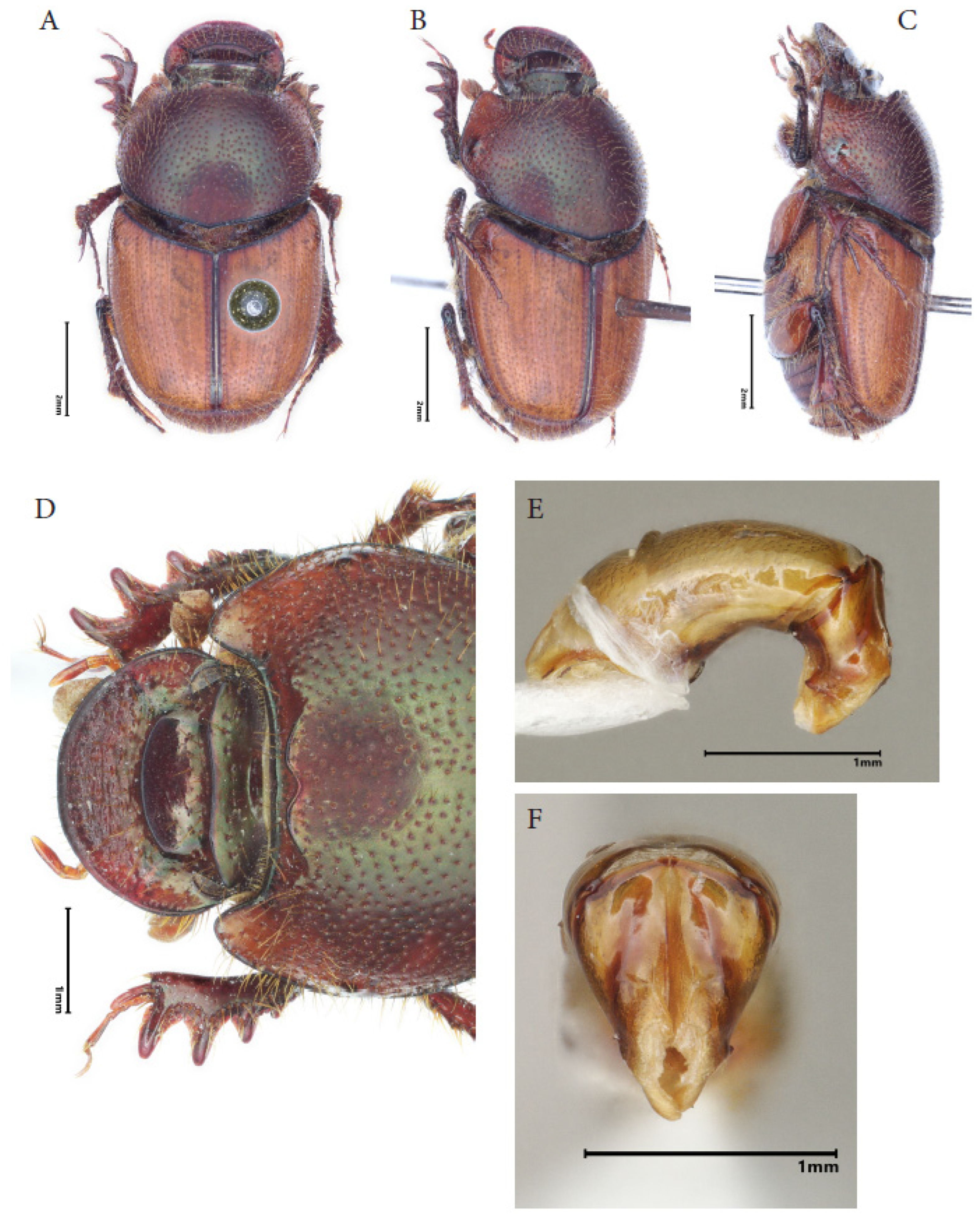 Taxonomy 05 00021 g001