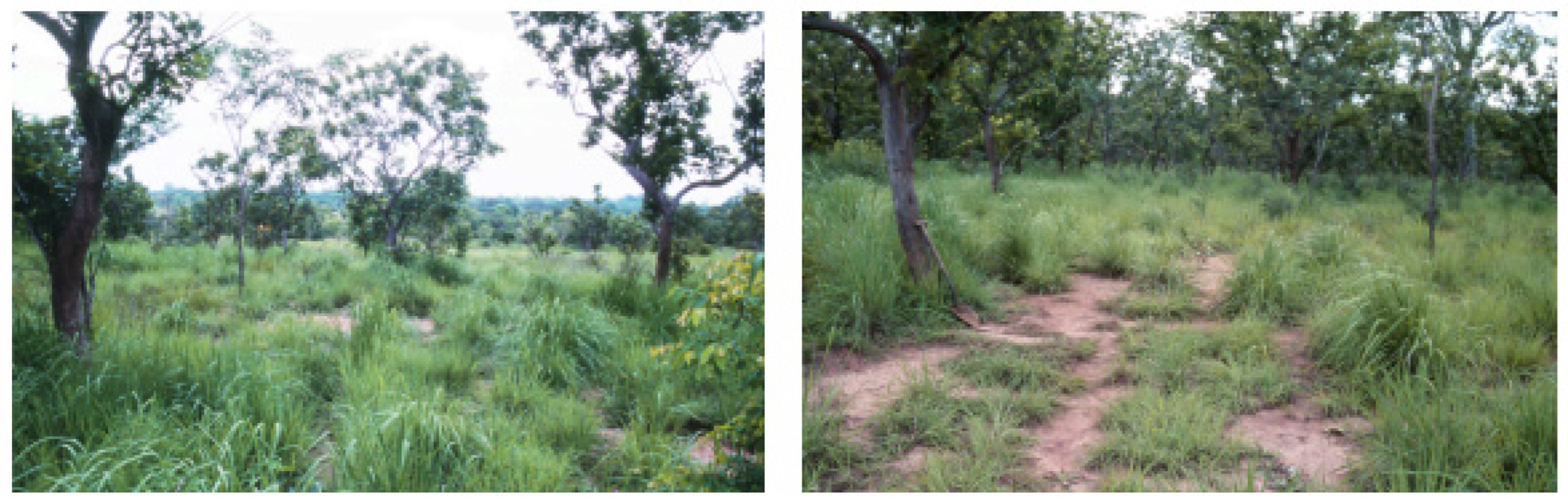 Taxonomy 05 00021 g002