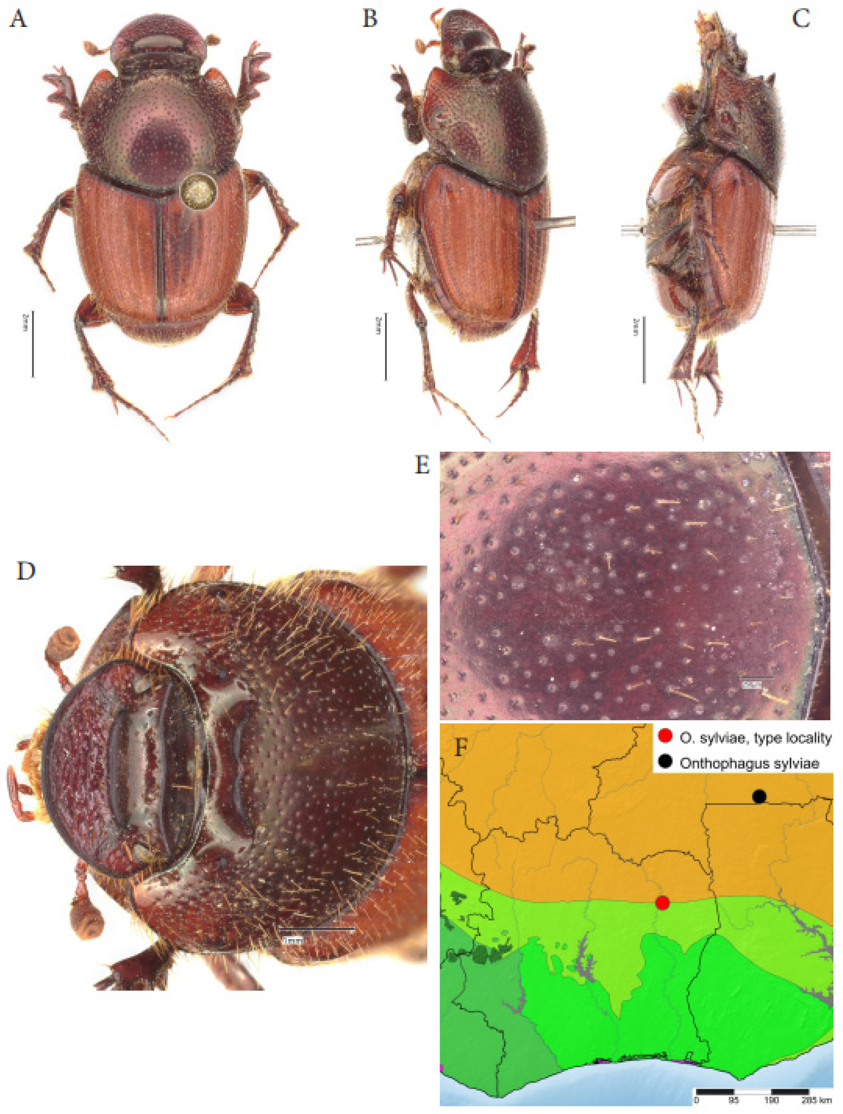 Taxonomy 05 00021 g003
