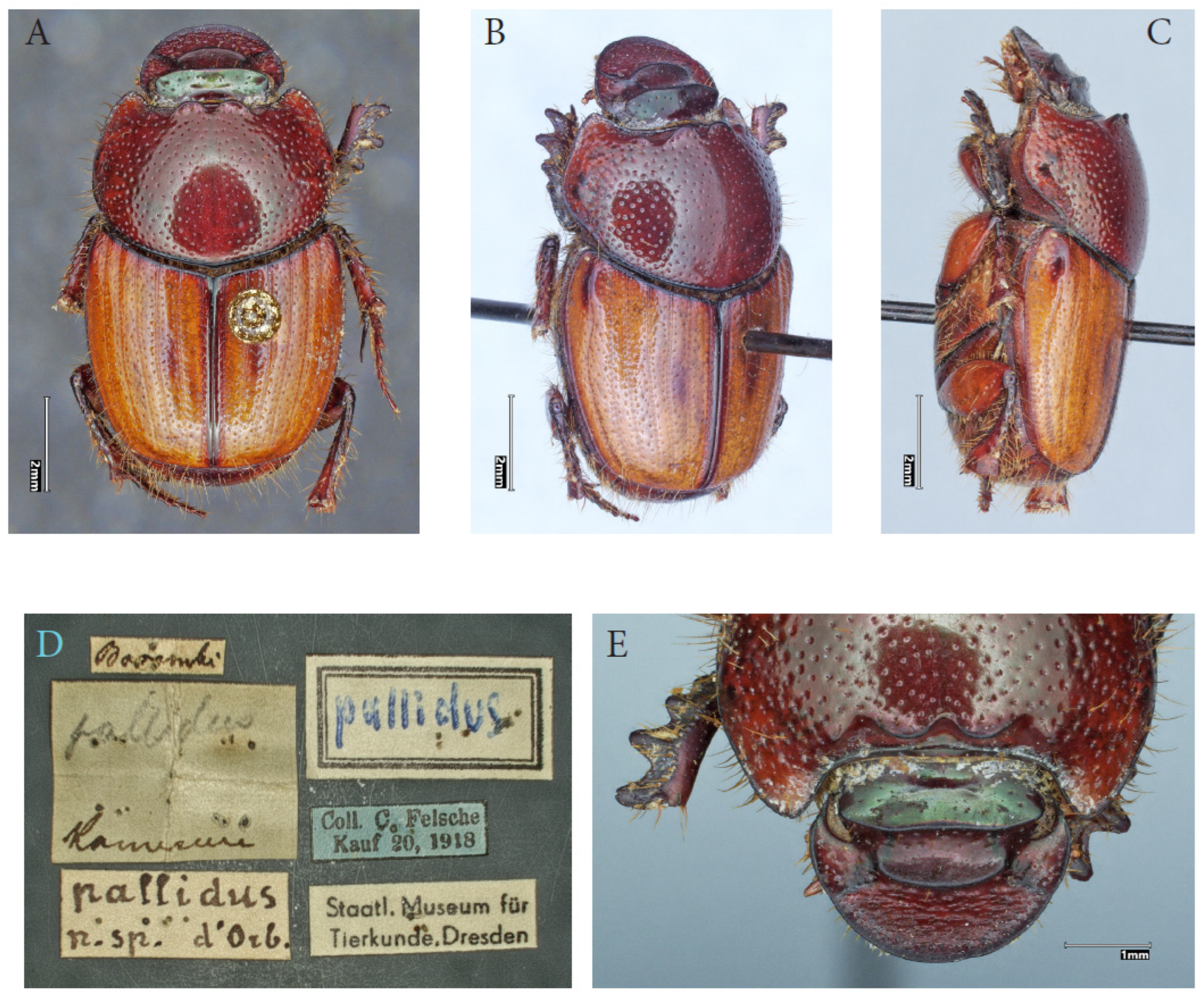 Taxonomy 05 00021 g004