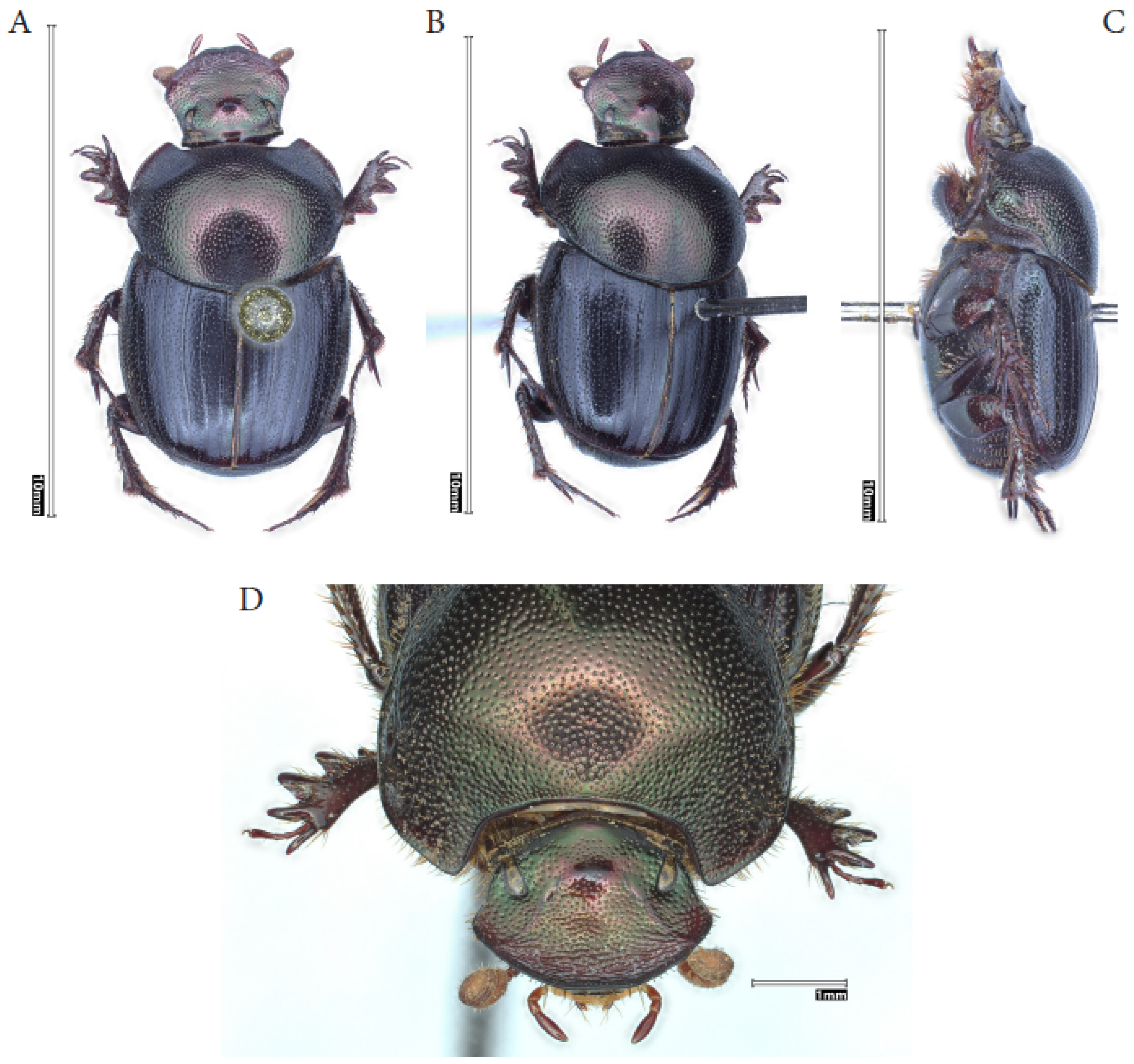 Taxonomy 05 00021 g006