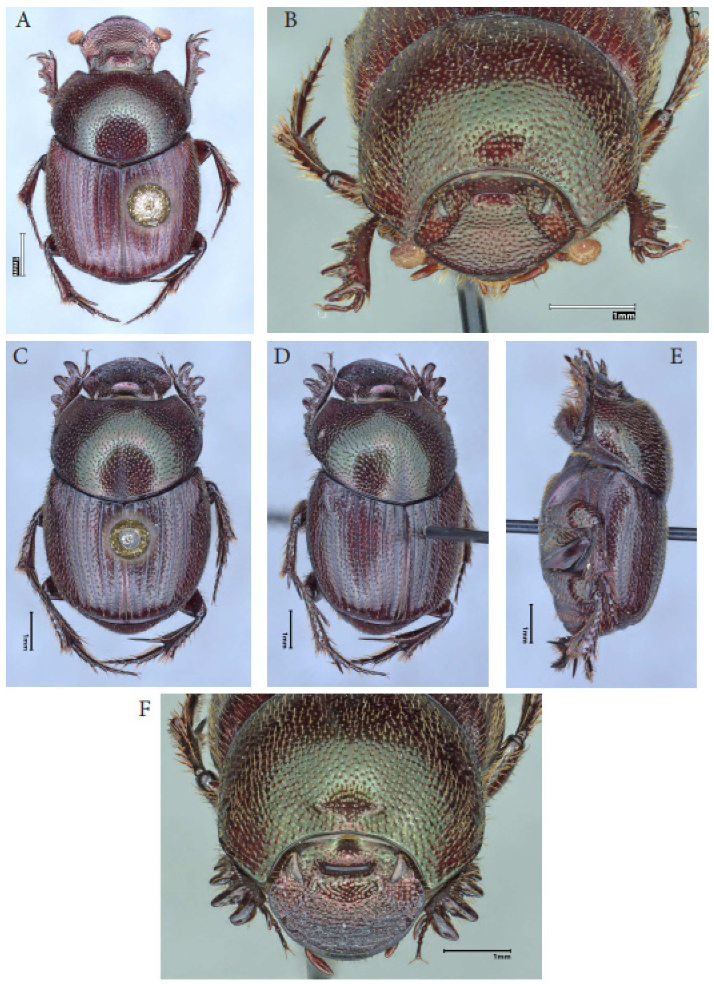Taxonomy 05 00021 g010