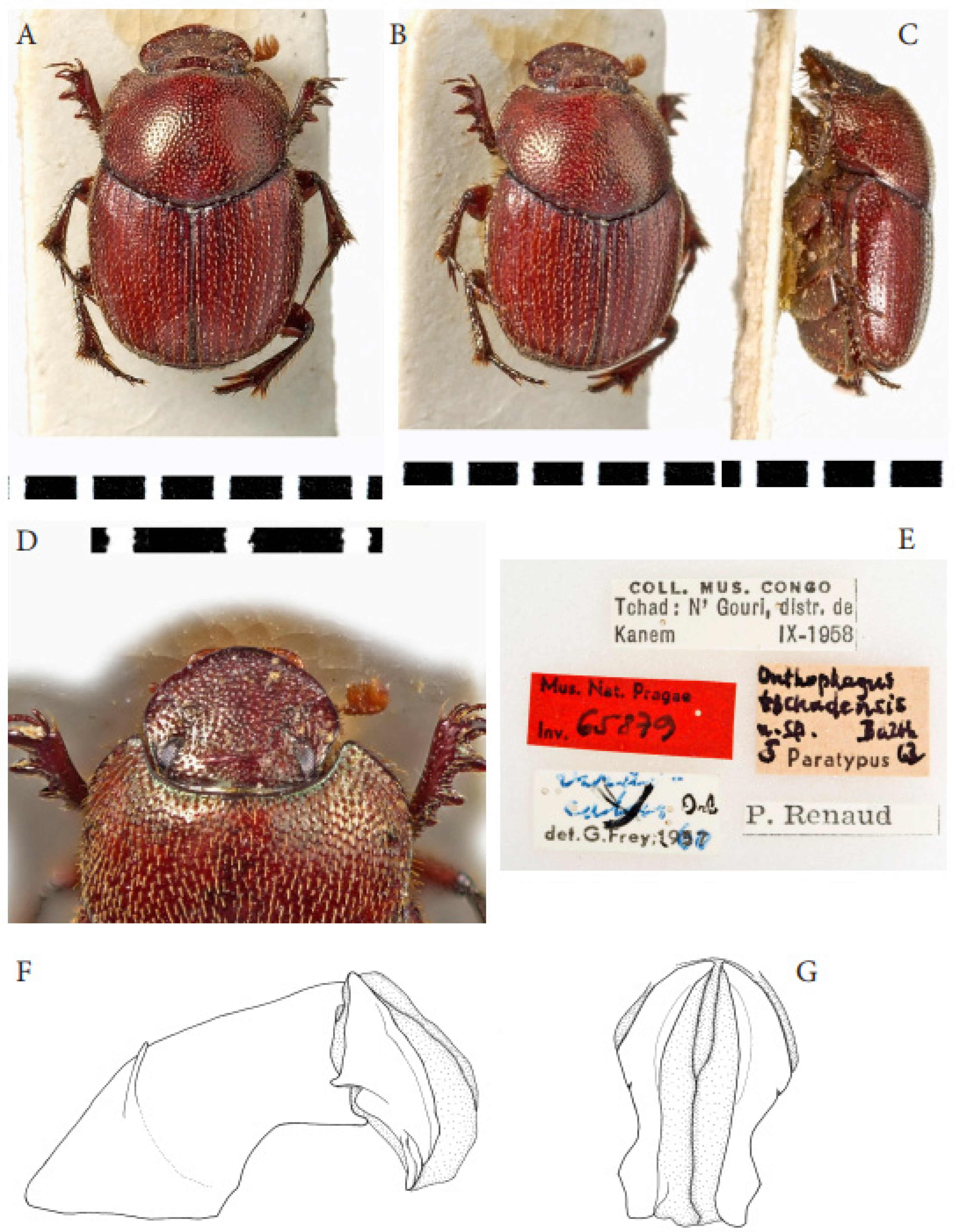 Taxonomy 05 00021 g011