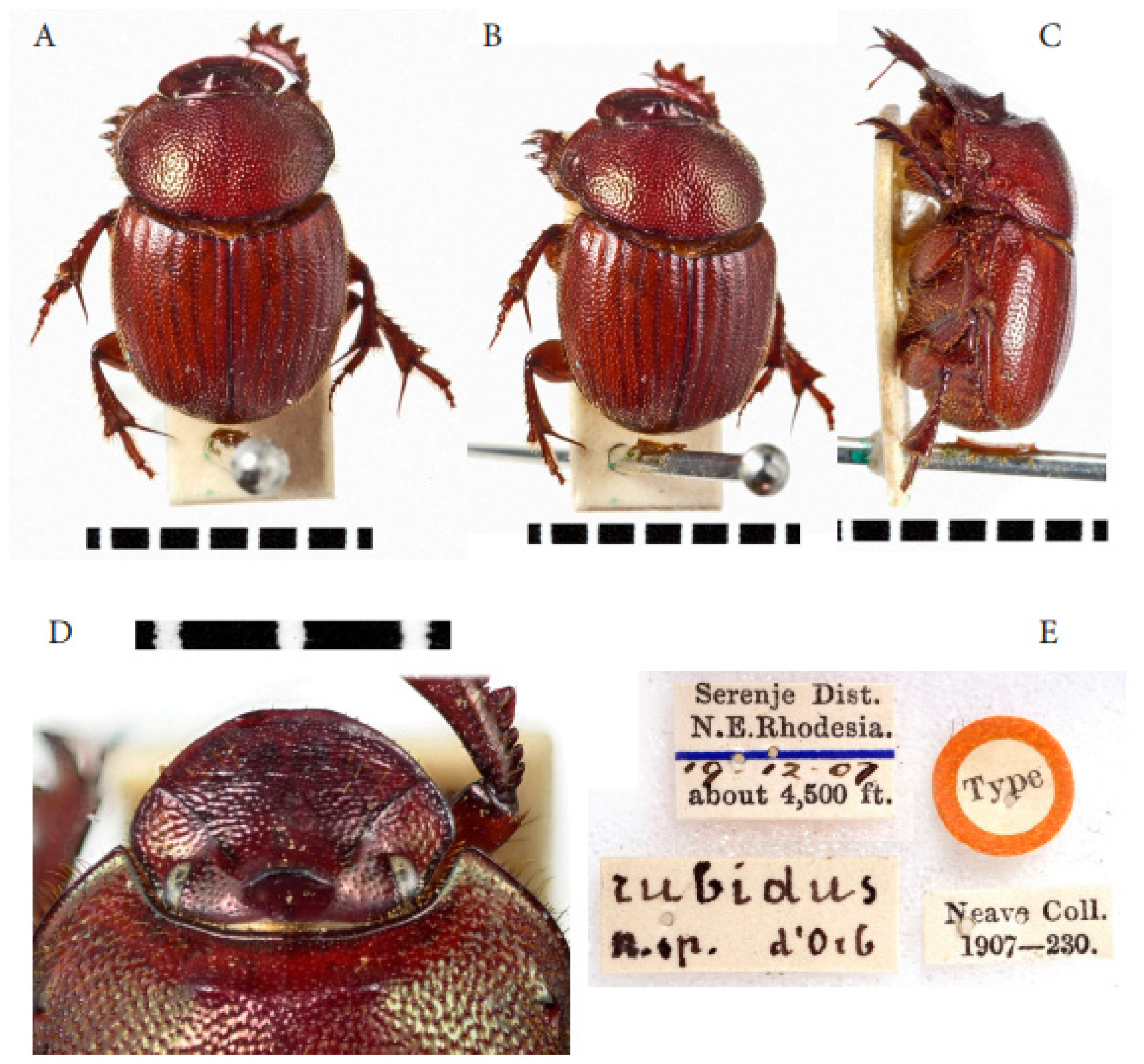 Taxonomy 05 00021 g012