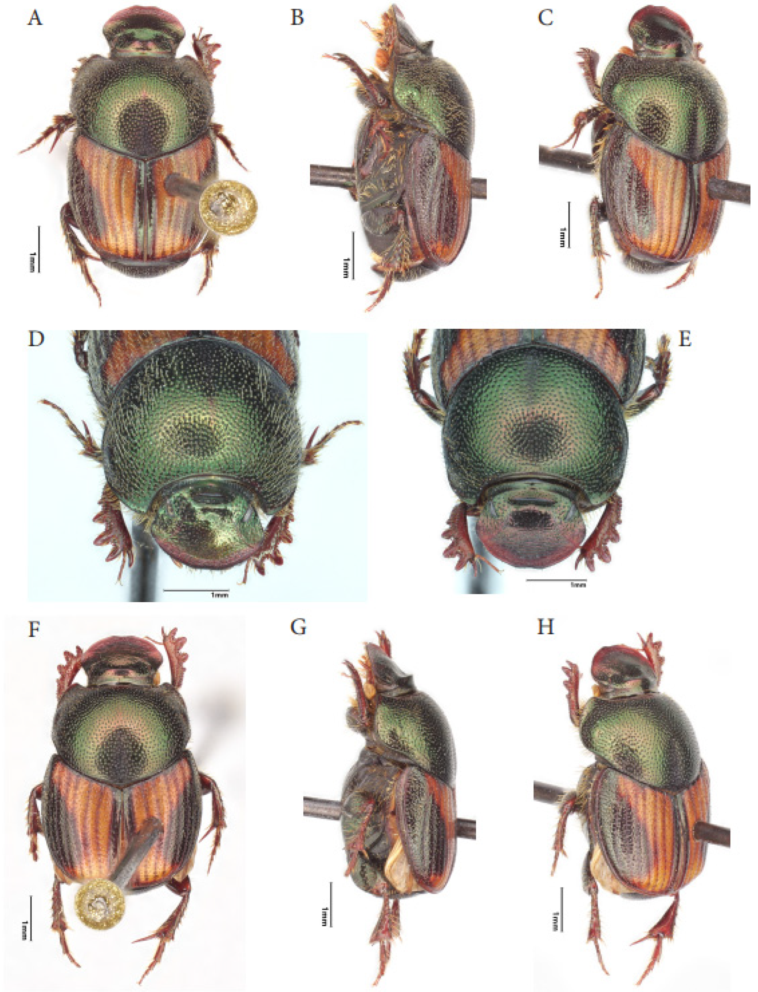 Taxonomy 05 00021 g014