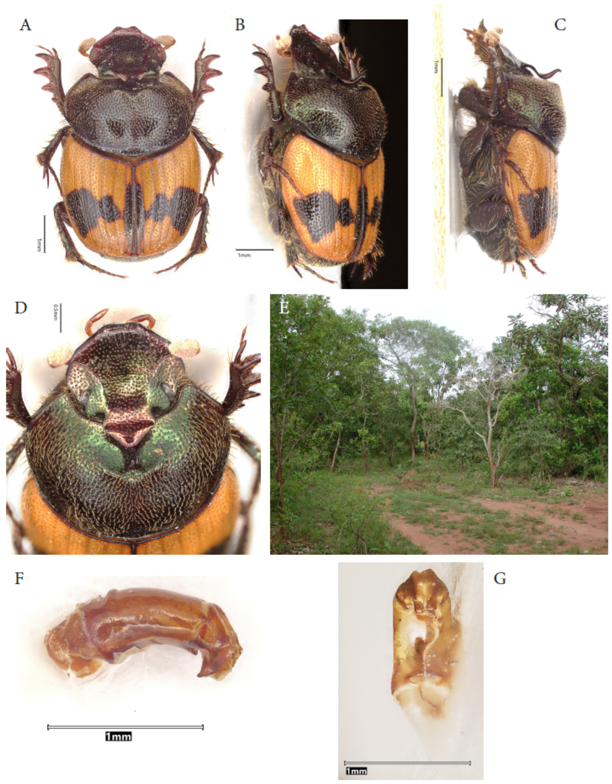Taxonomy 05 00021 g015
