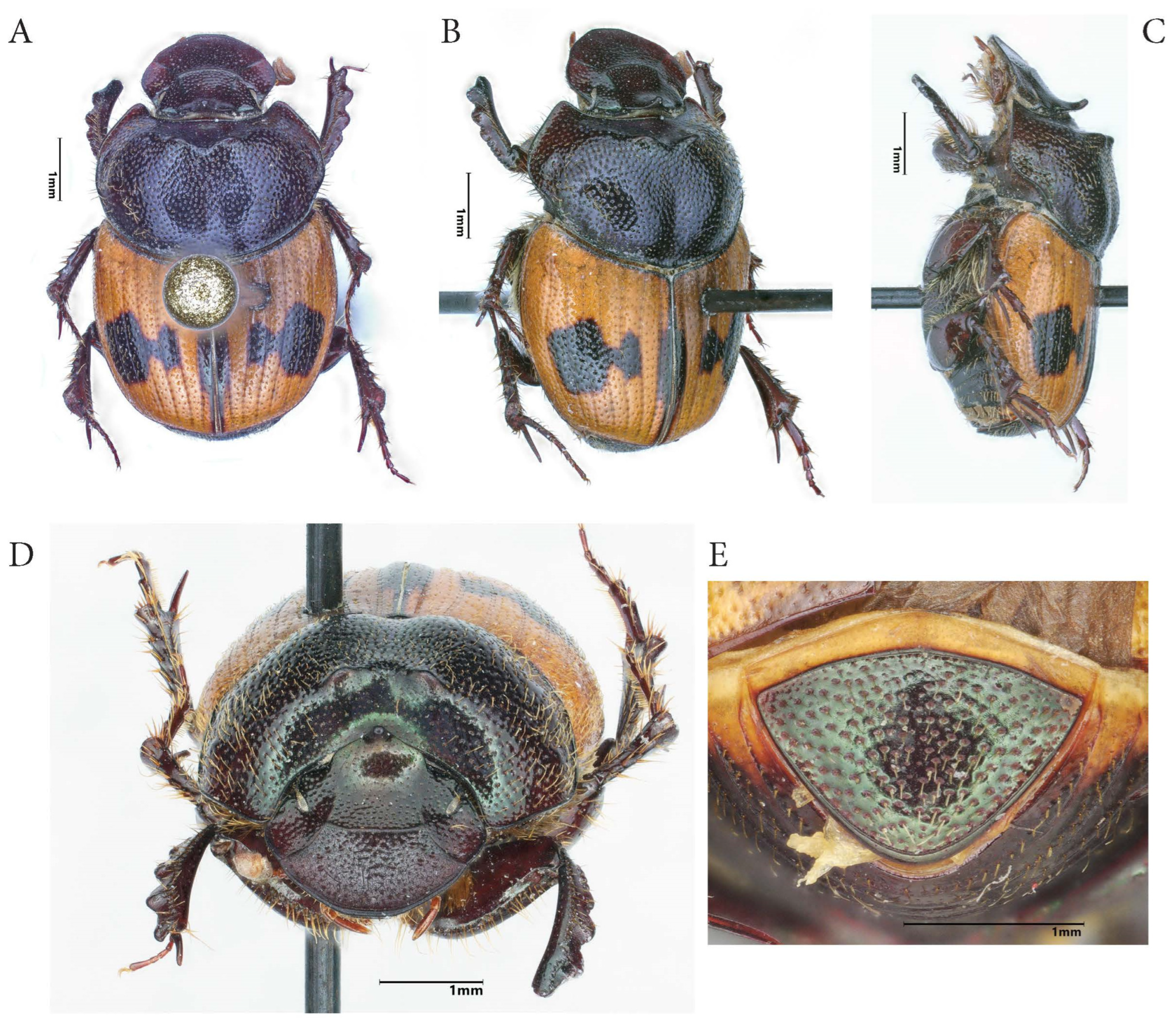 Taxonomy 05 00021 g017