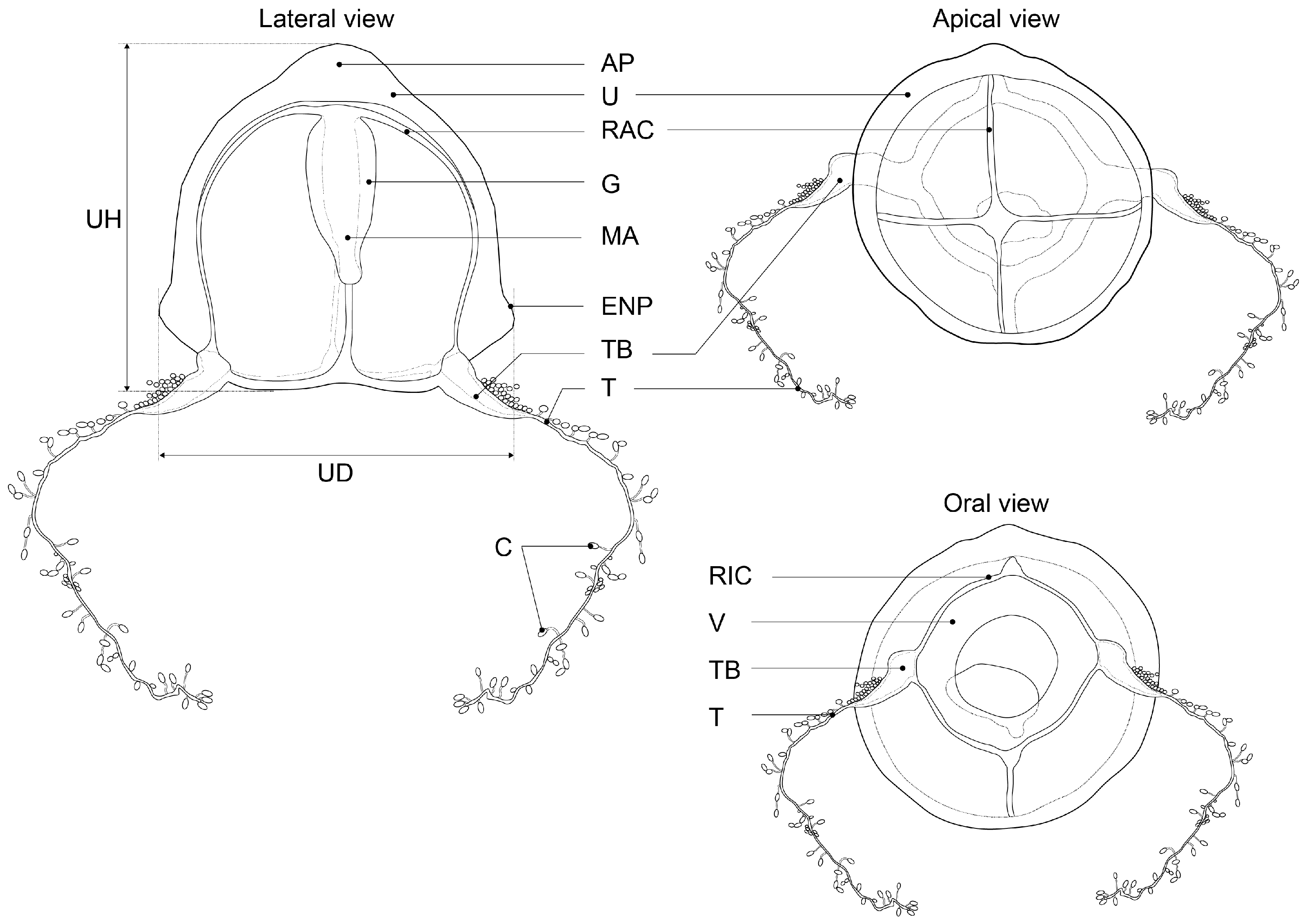 Taxonomy 05 00022 g002