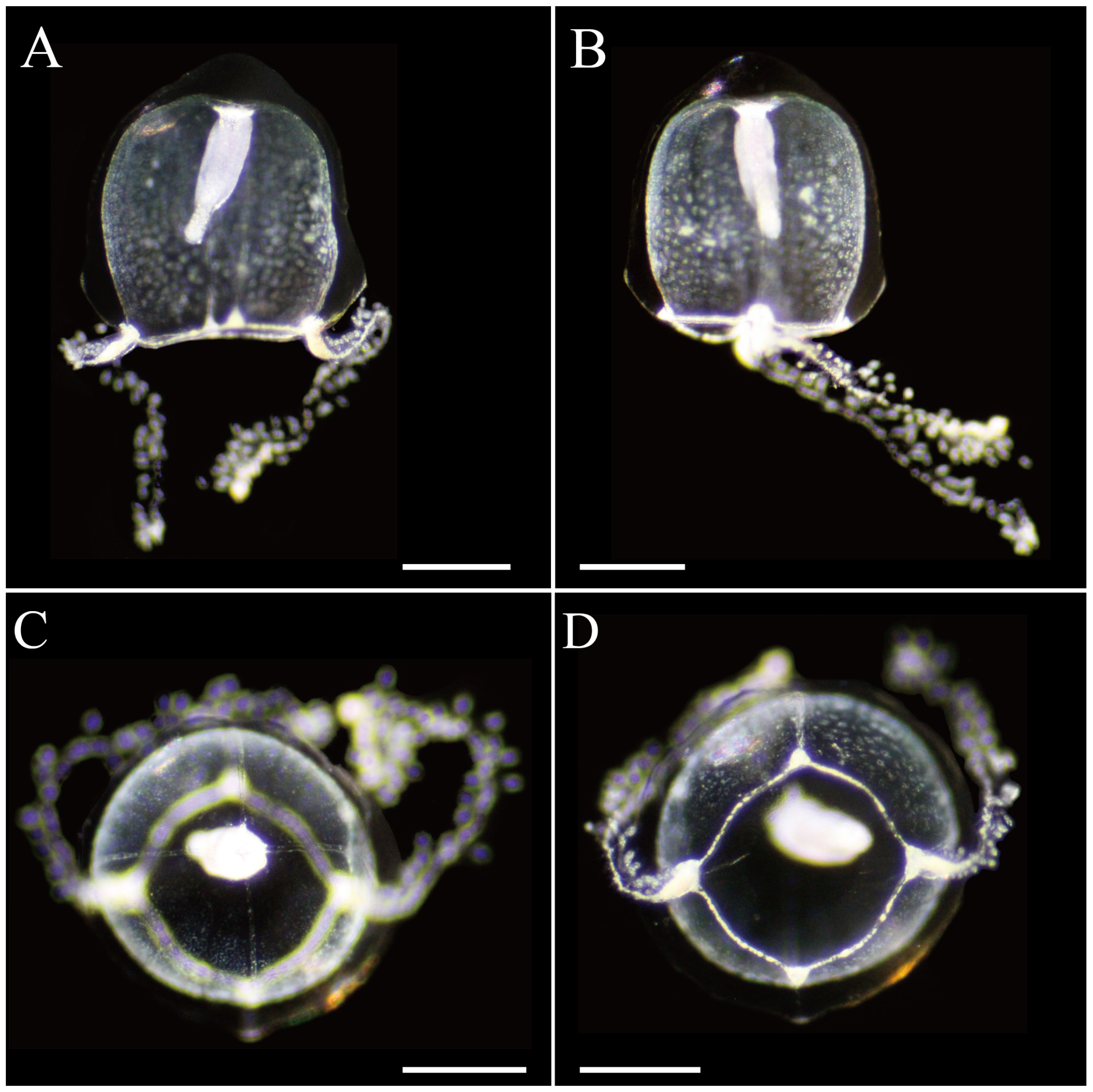 Taxonomy 05 00022 g003