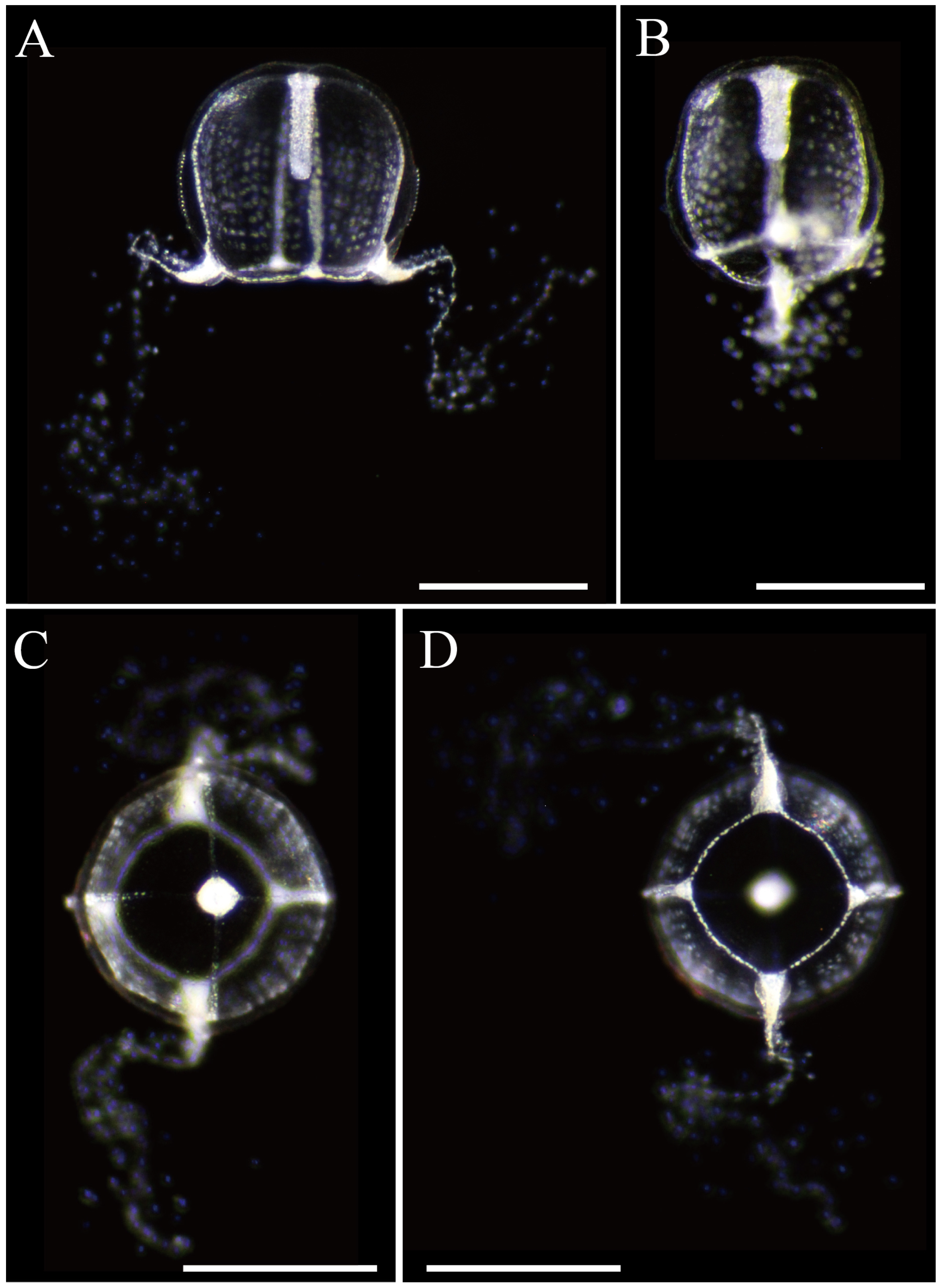 Taxonomy 05 00022 g005