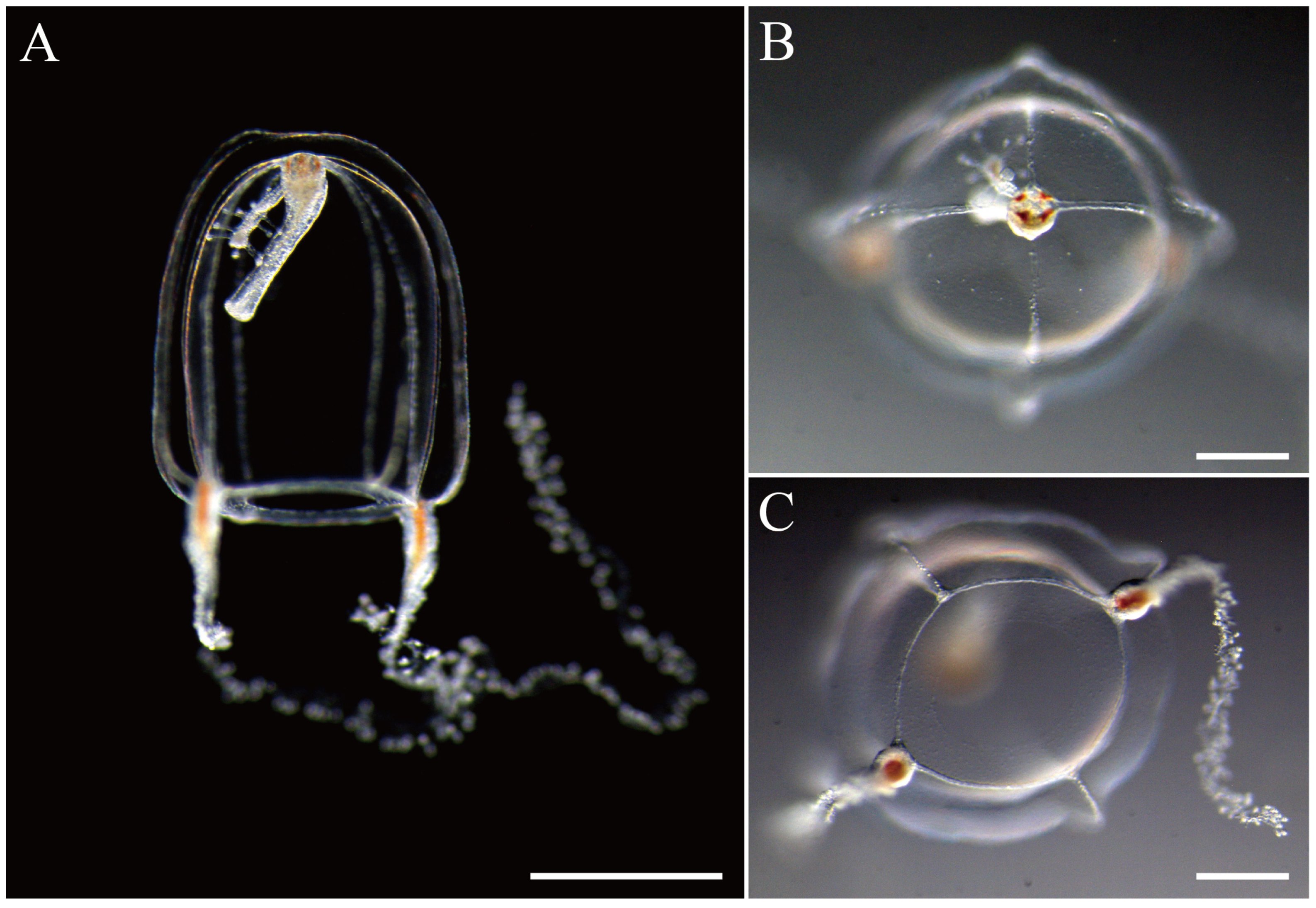 Taxonomy 05 00022 g007